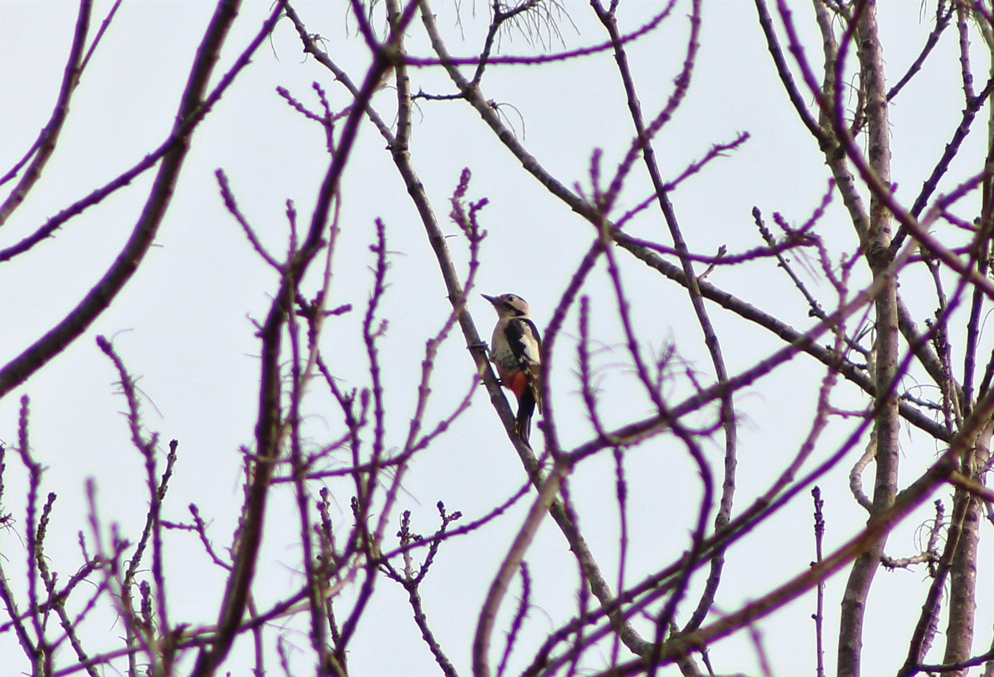 Syrian Woodpecker