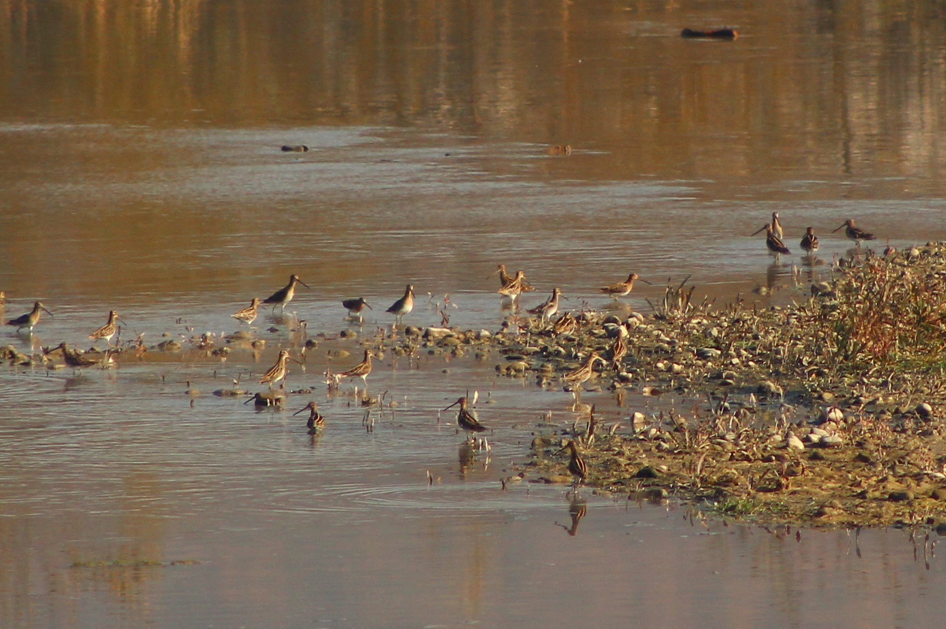 Common Snipe