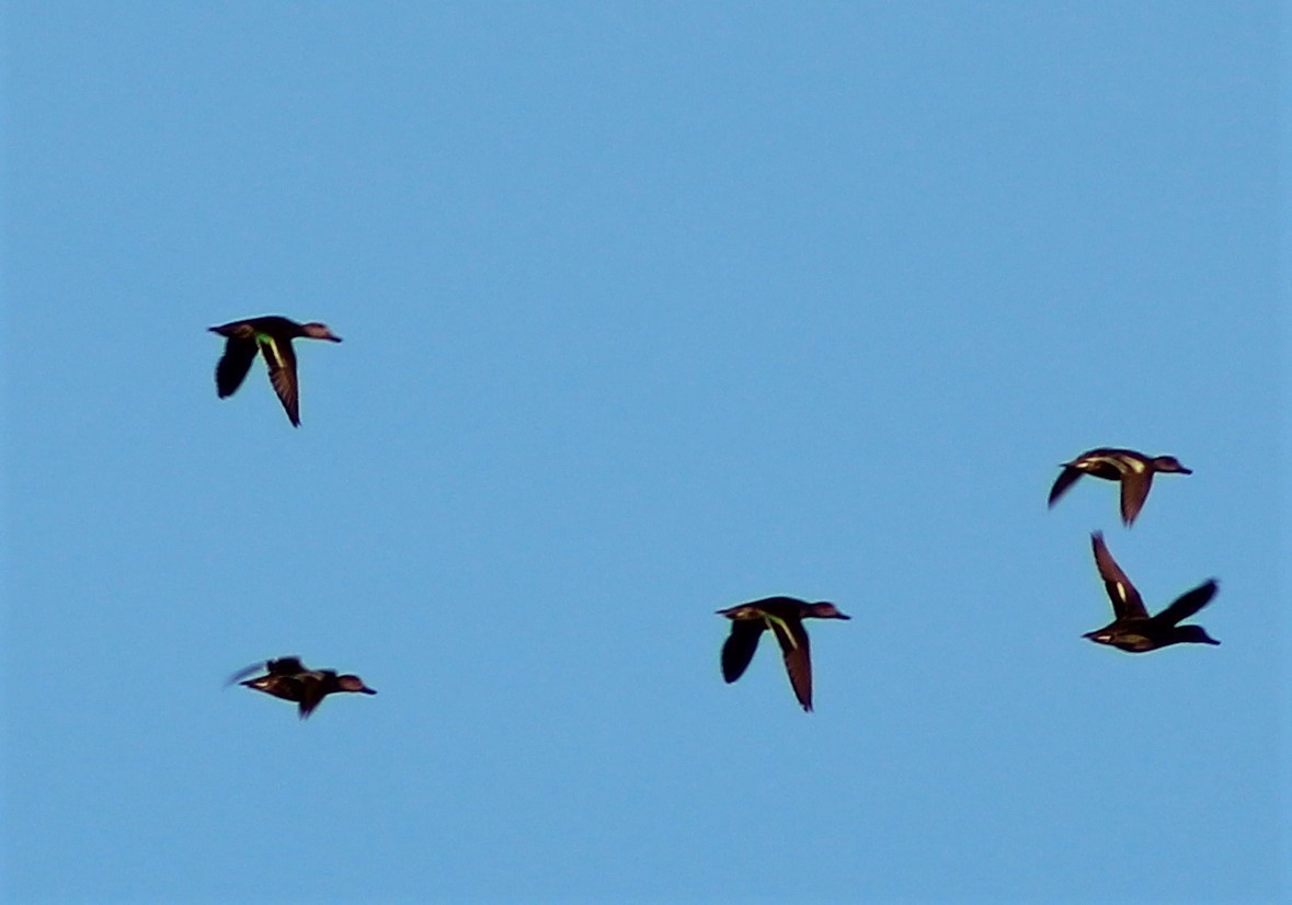 Green-winged Teal