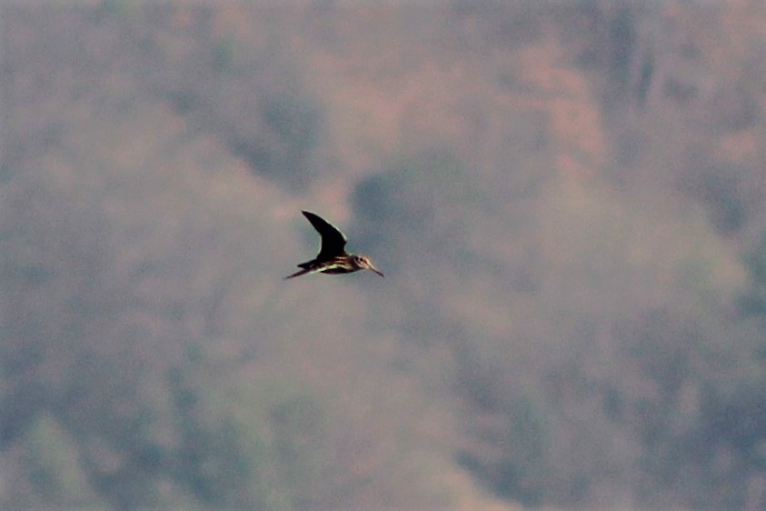 Jack Snipe