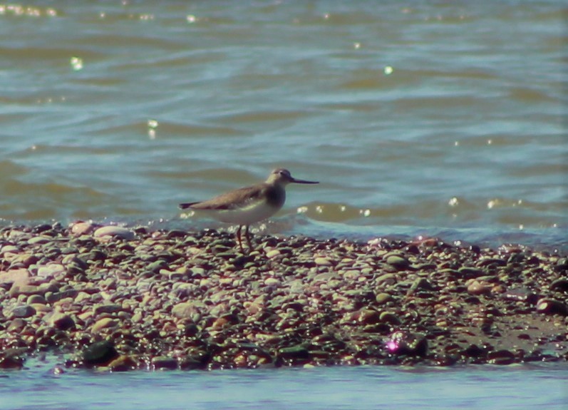 Terek Sandpiper