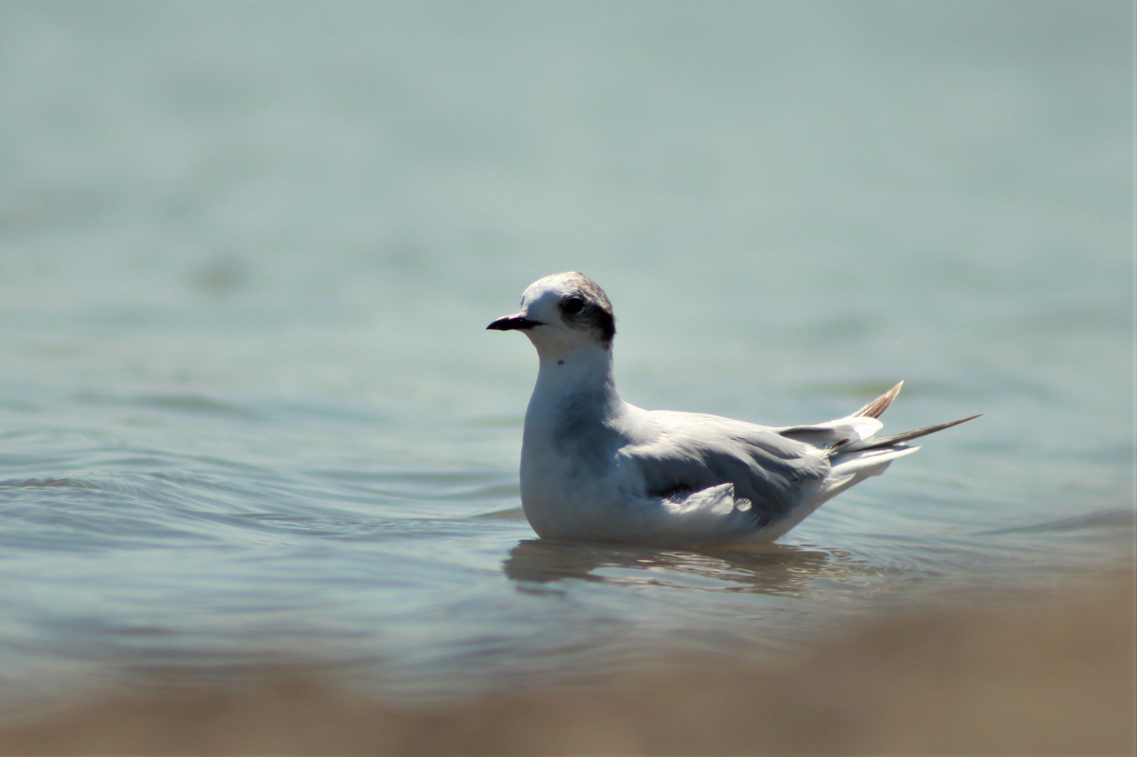Little Gull