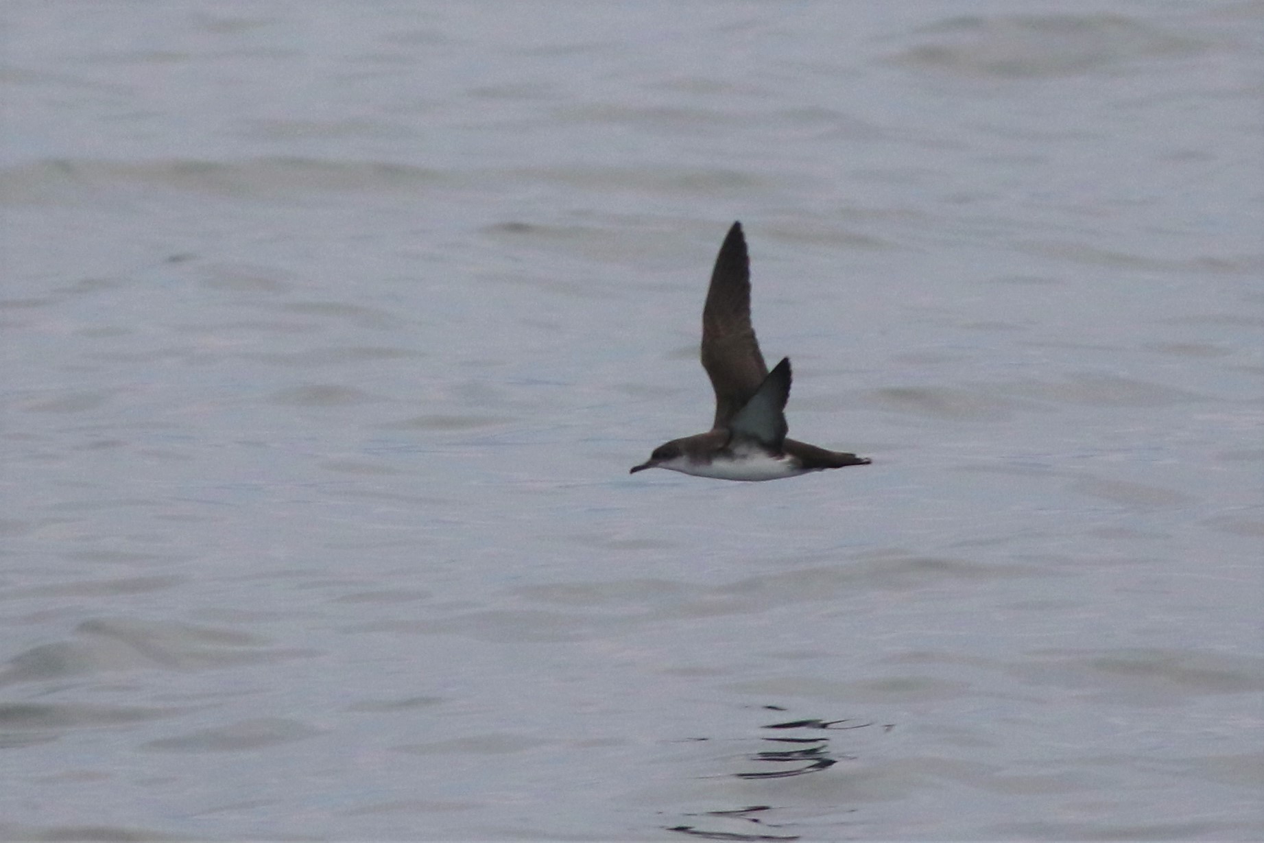 Yelkouan Shearwater