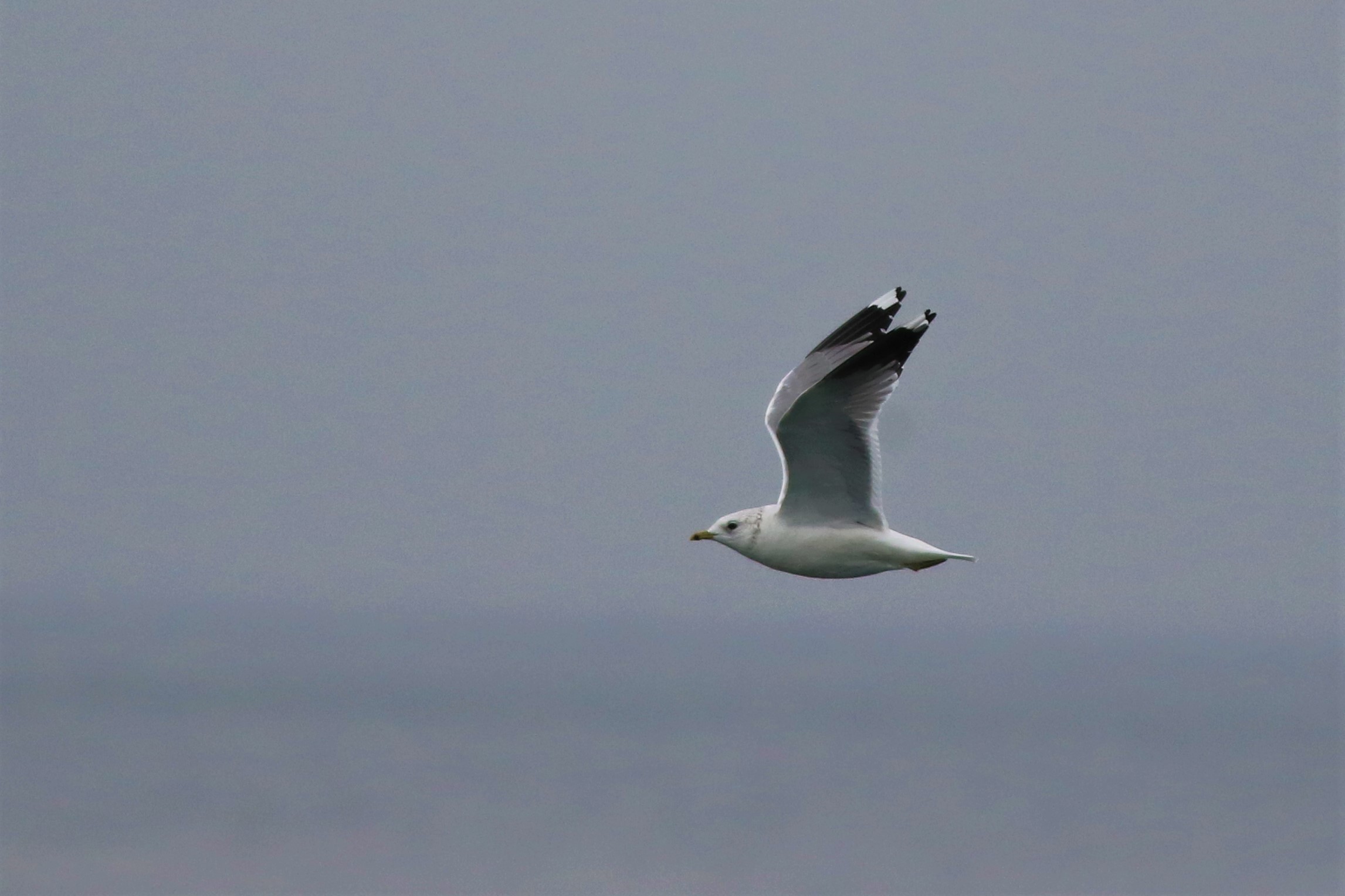 Mew Gull