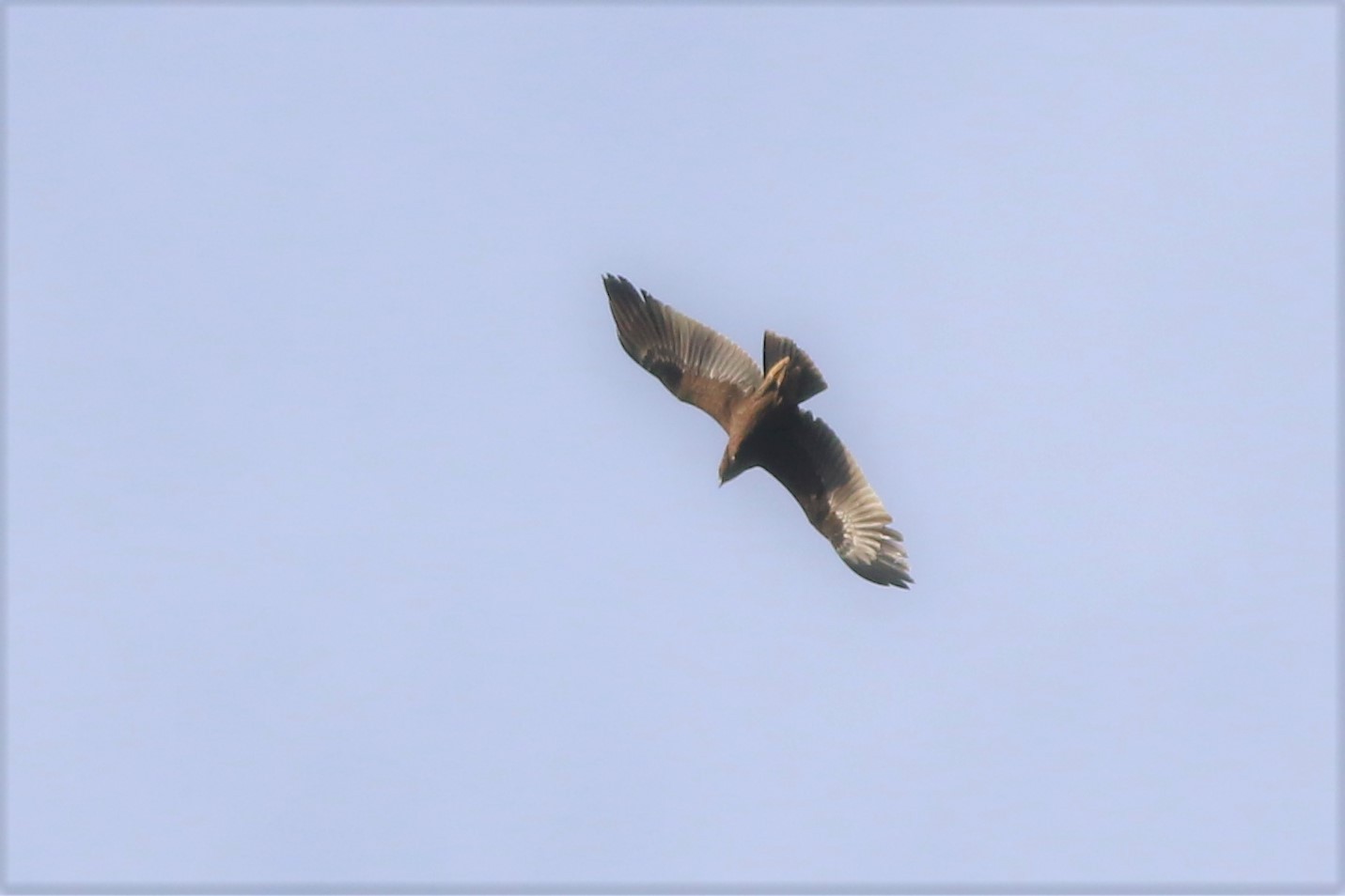 Greater Spotted Eagle