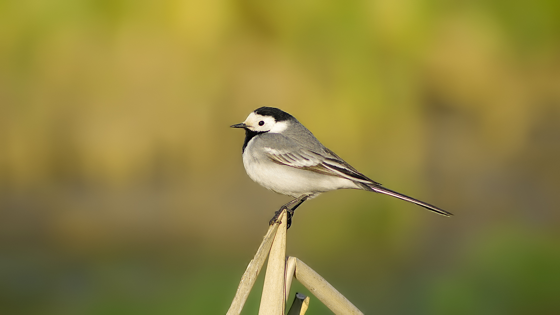 White Wagtail