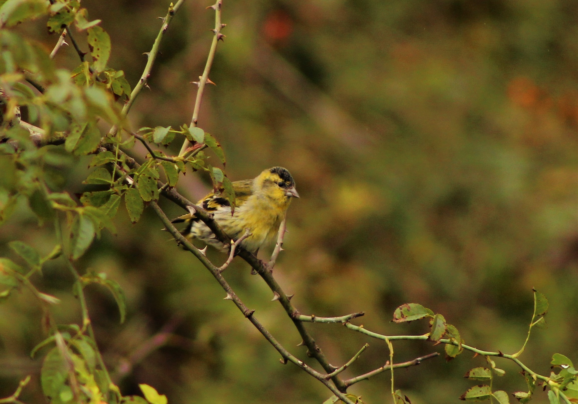 Eurasian Siskin