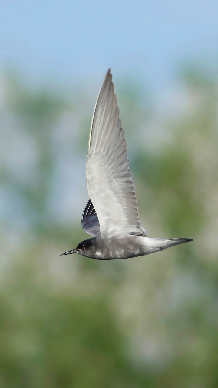 Black Tern