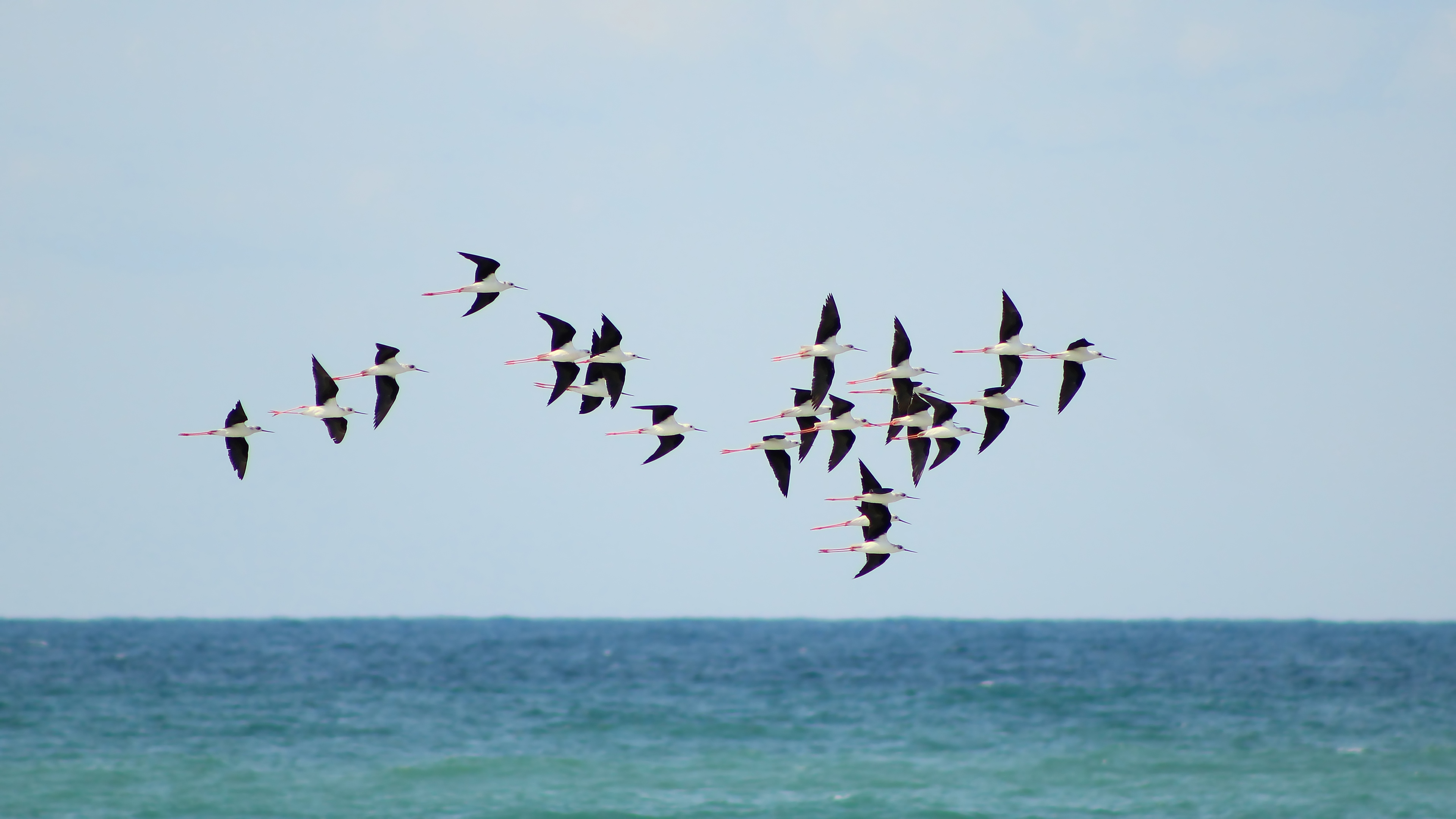Black-winged Stilt