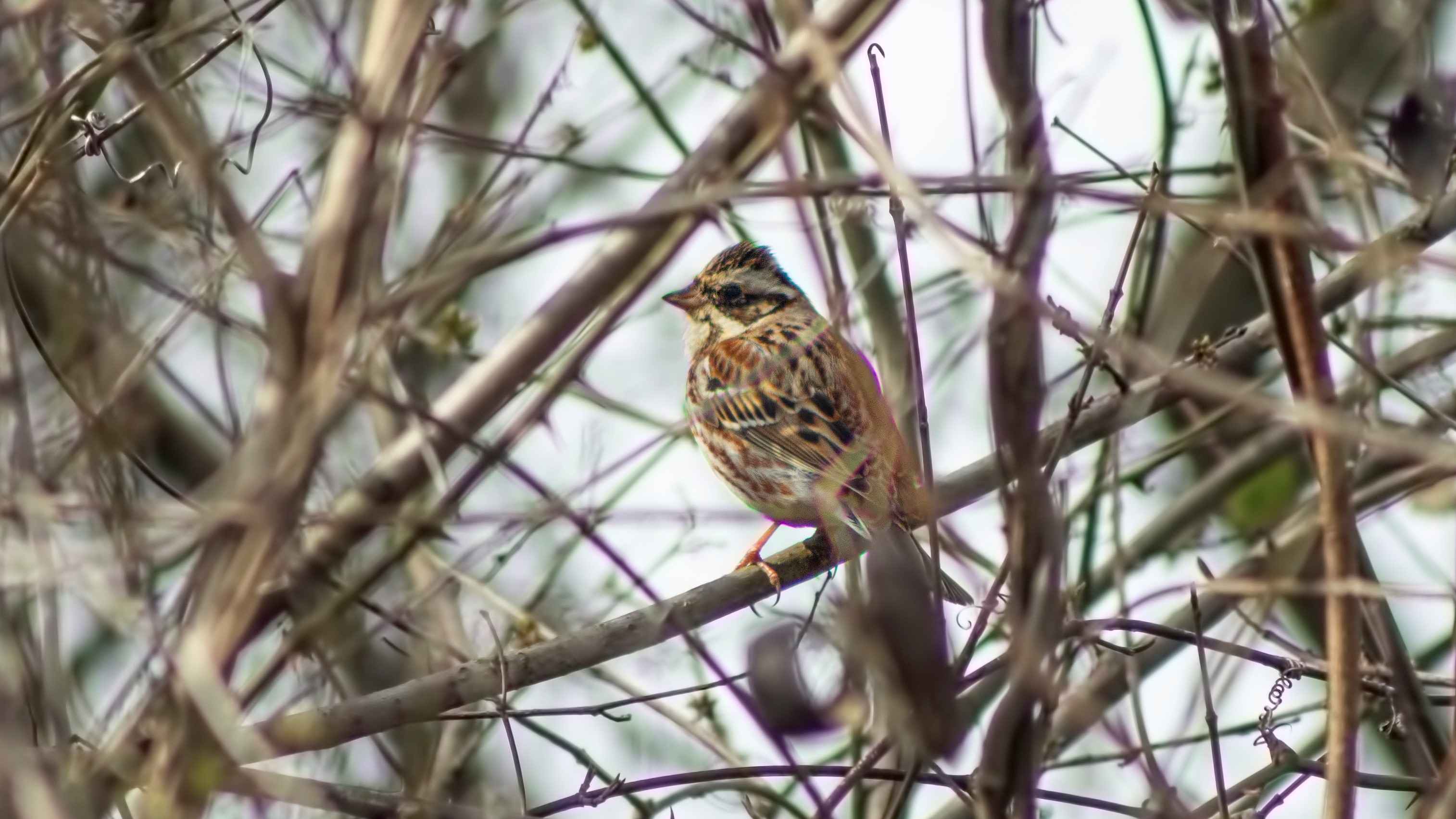 Rustic Bunting