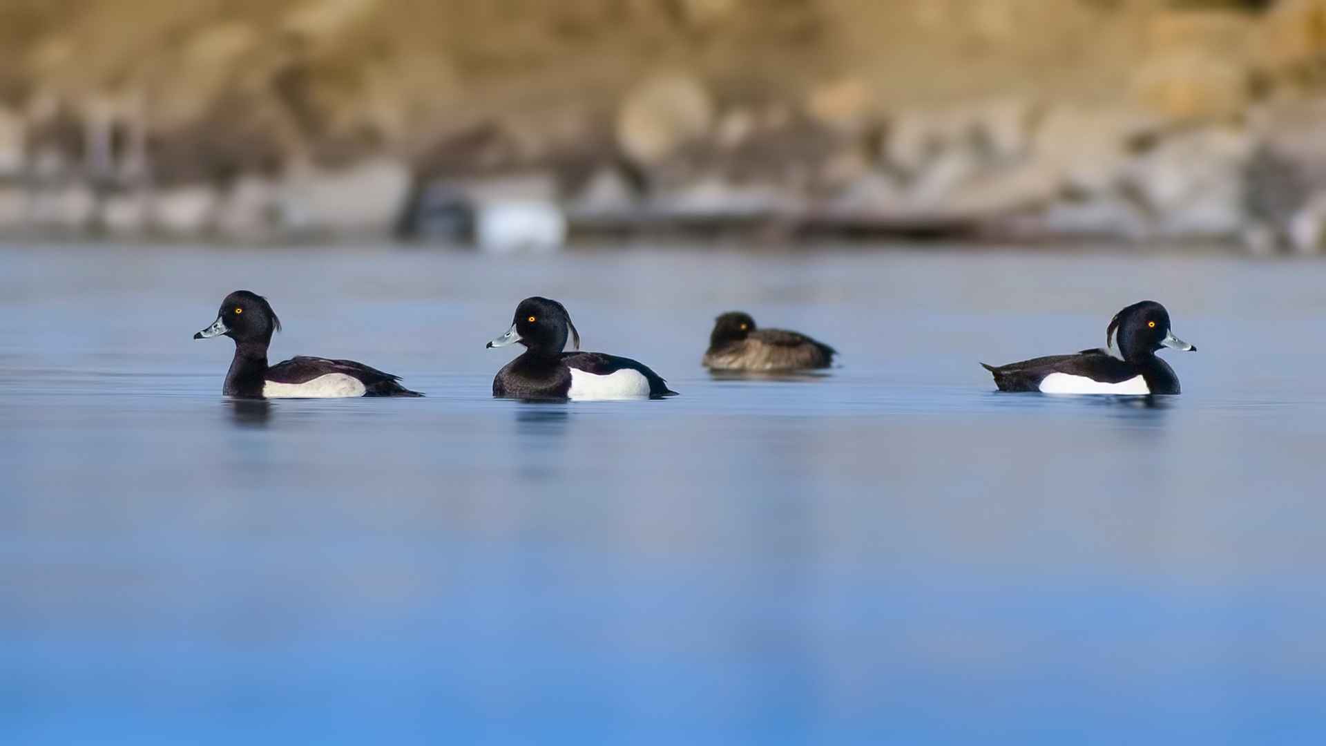 Tufted Duck