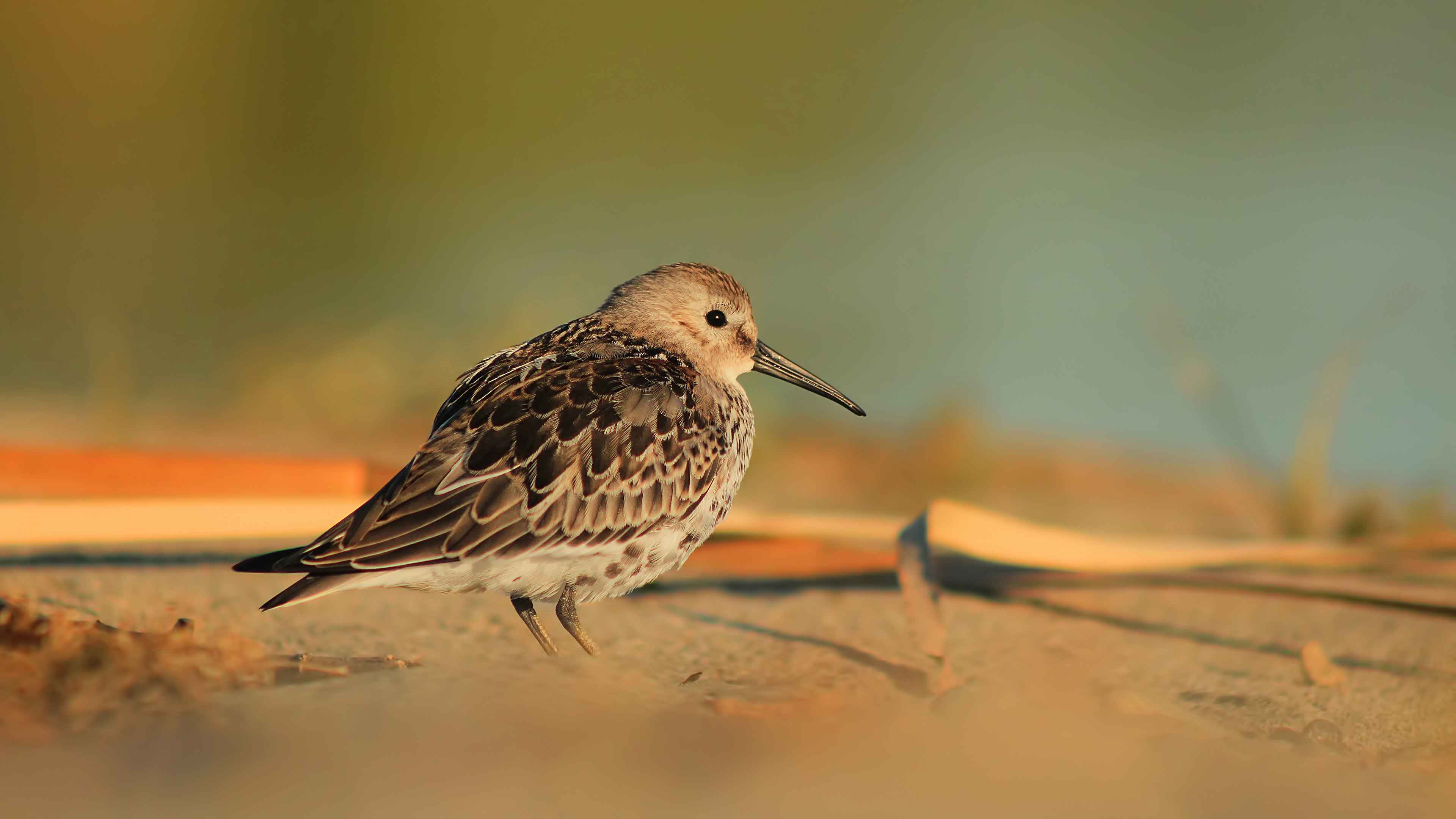 Dunlin