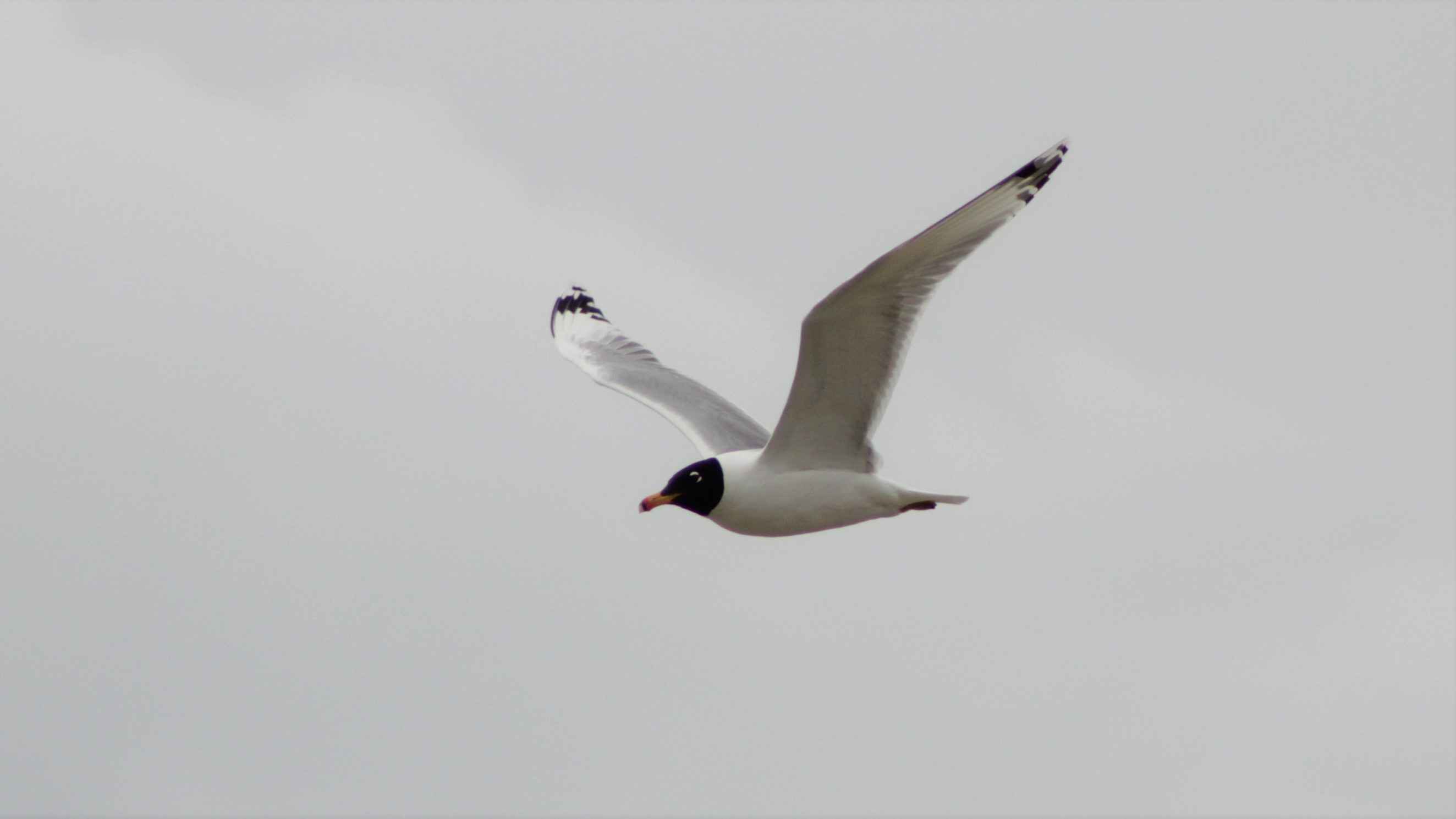 Pallas's Gull