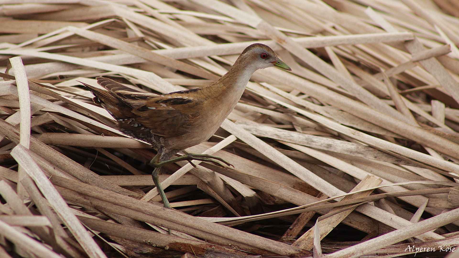 Little Crake