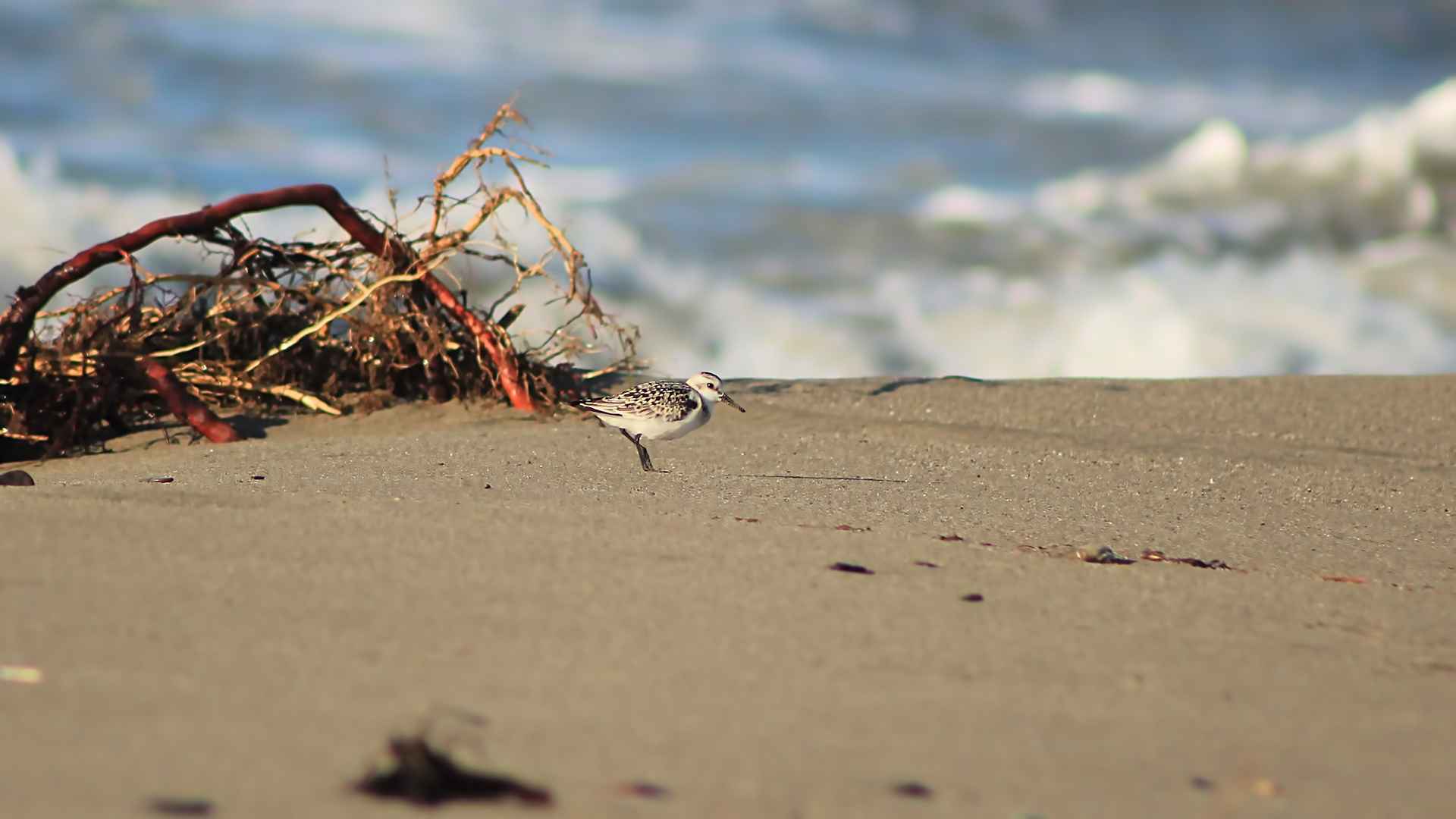 Sanderling