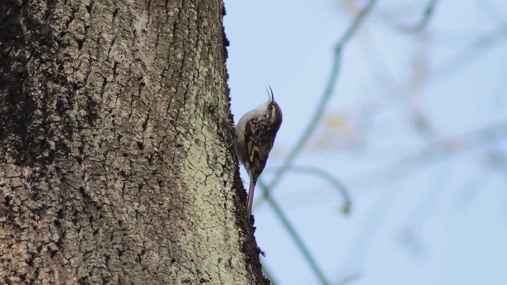 Short-toed Treecreeper