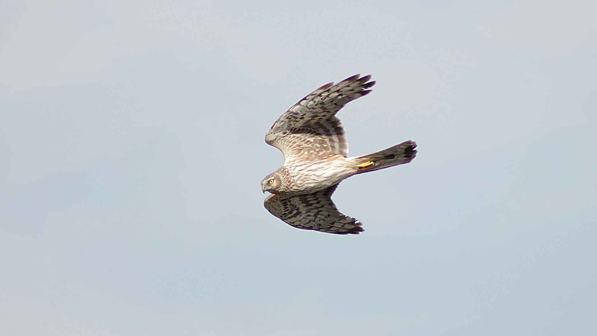 Hen Harrier