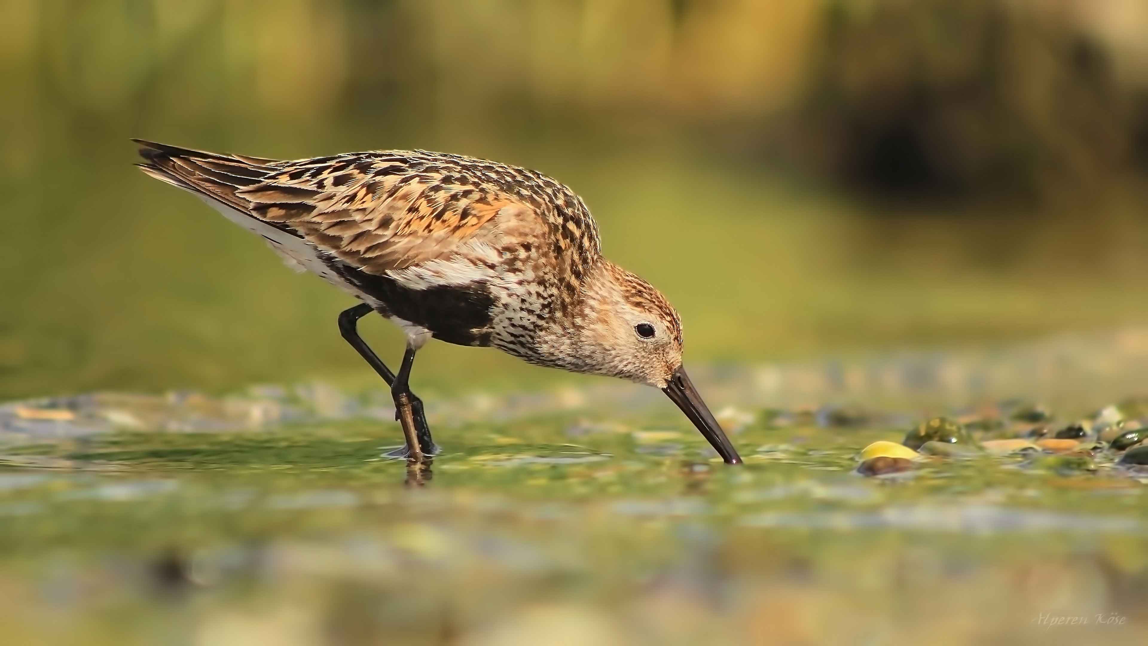 Dunlin
