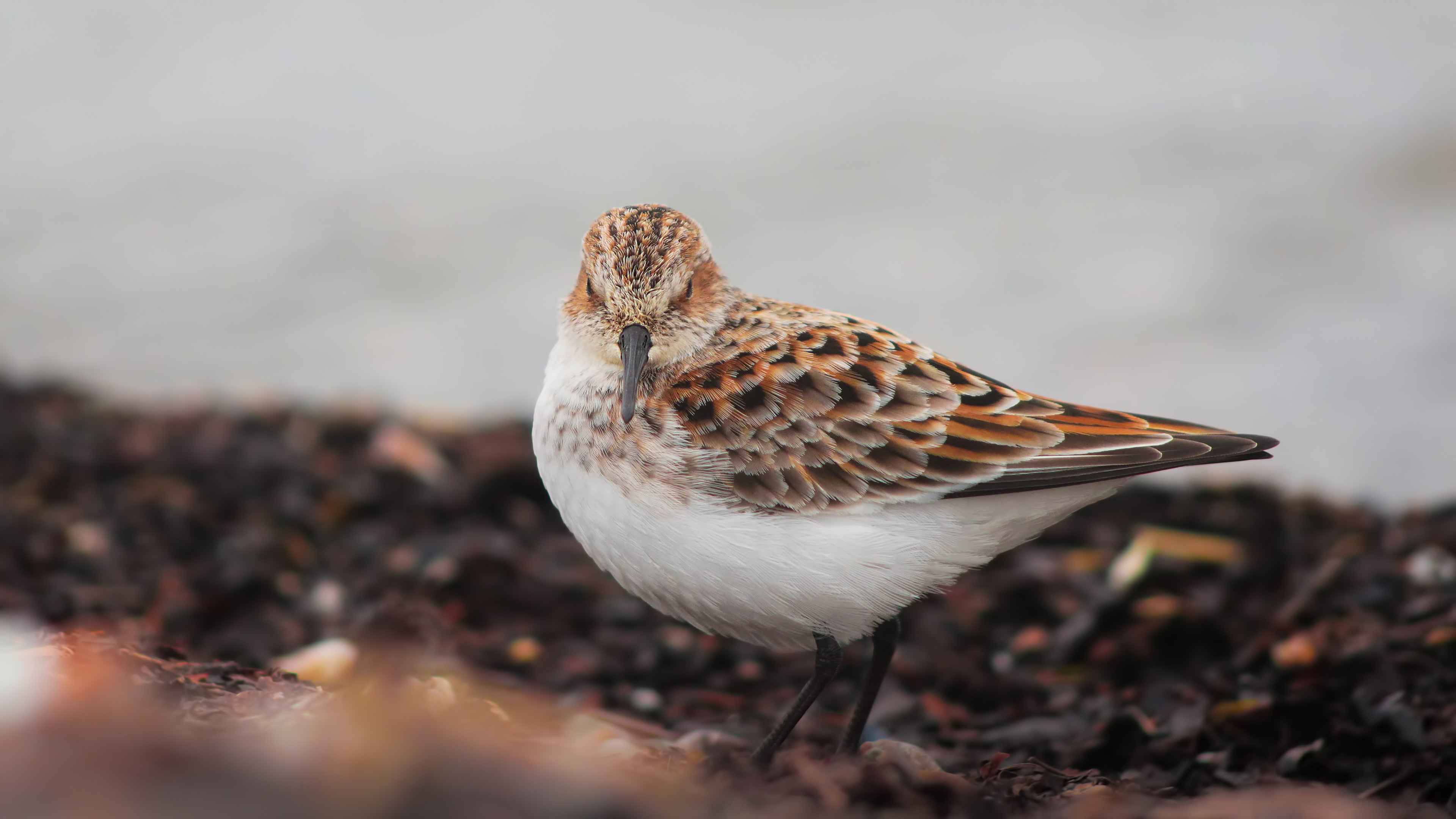 Little Stint