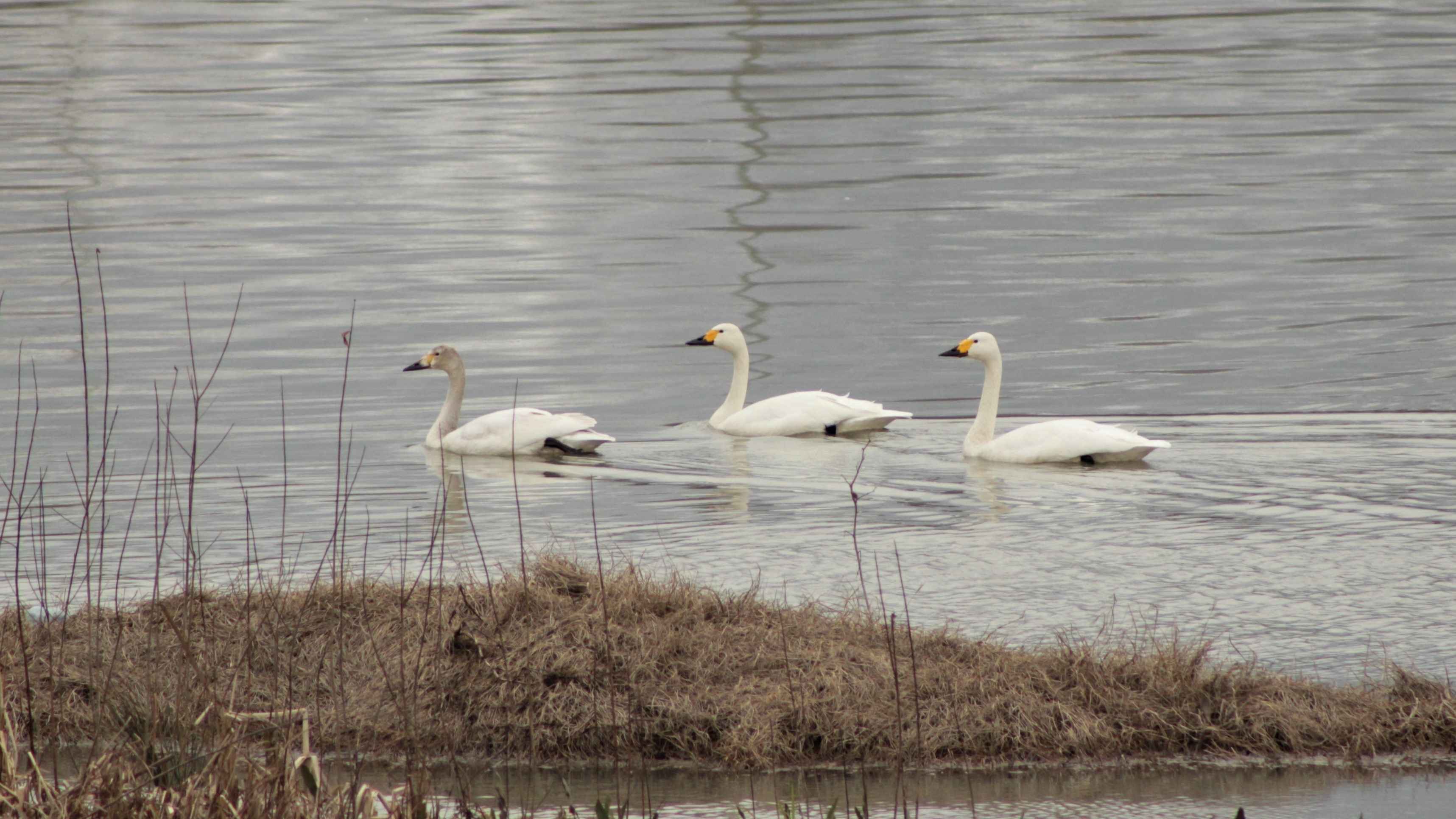 Tundra Swan