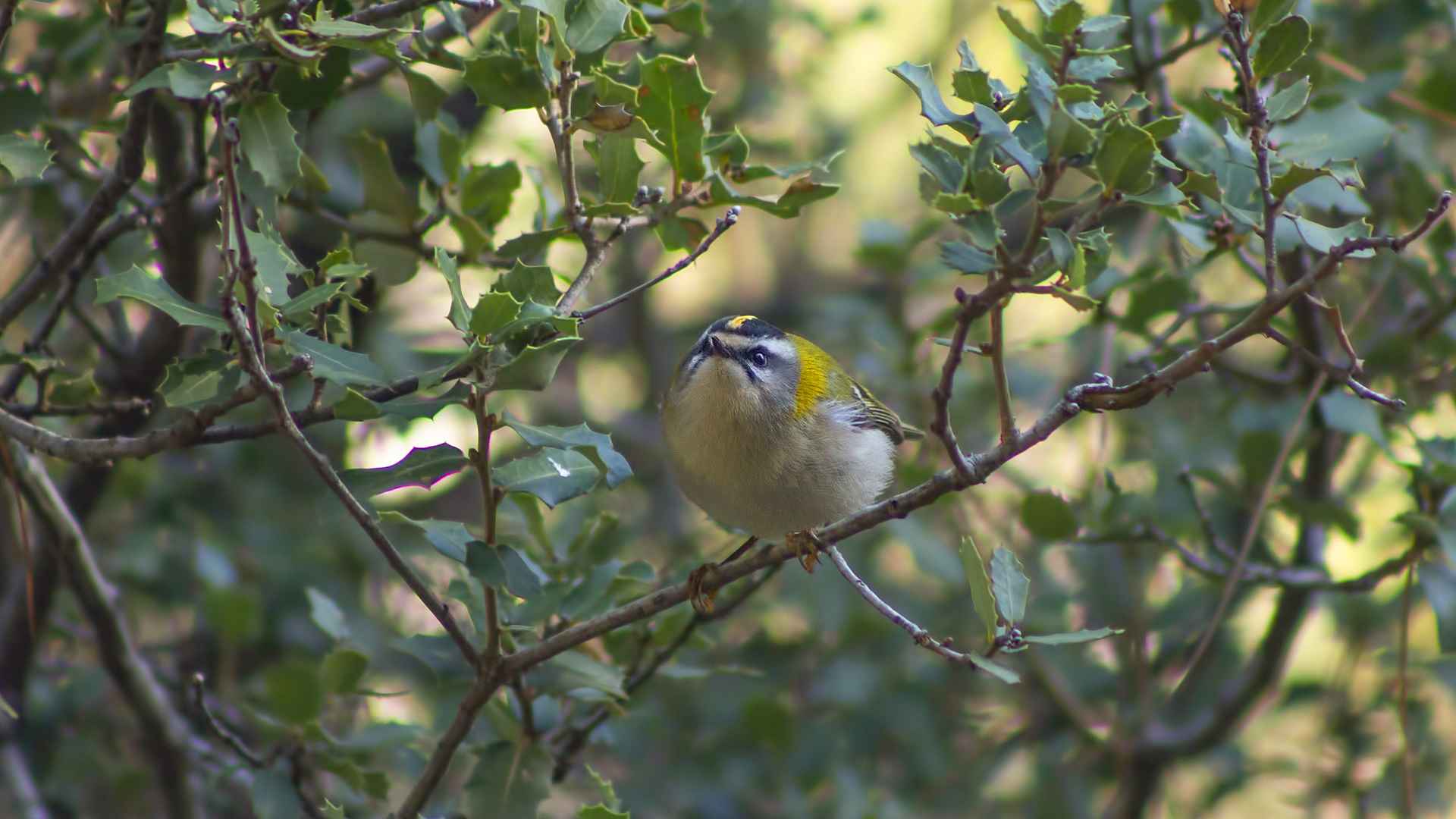 Common Firecrest
