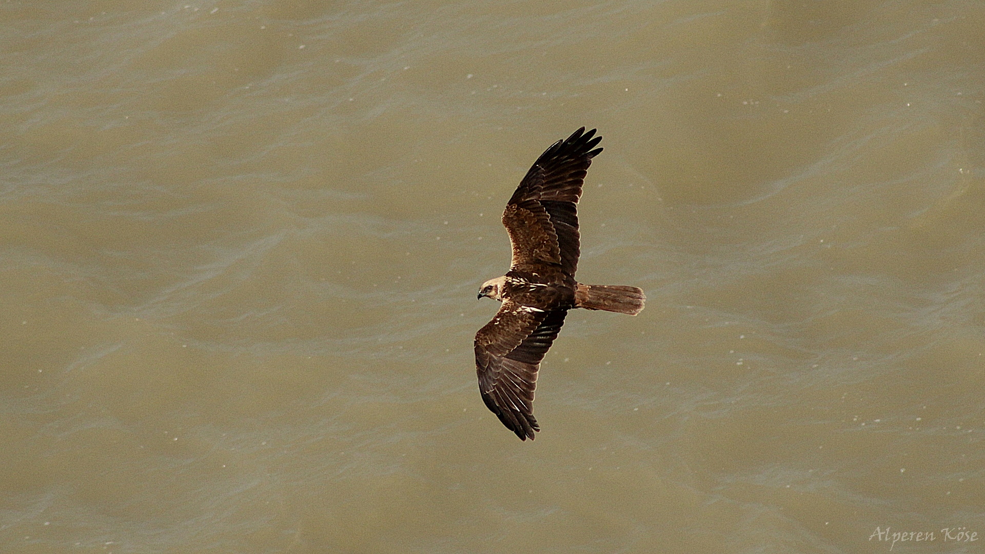 Eurasian Marsh-Harrier