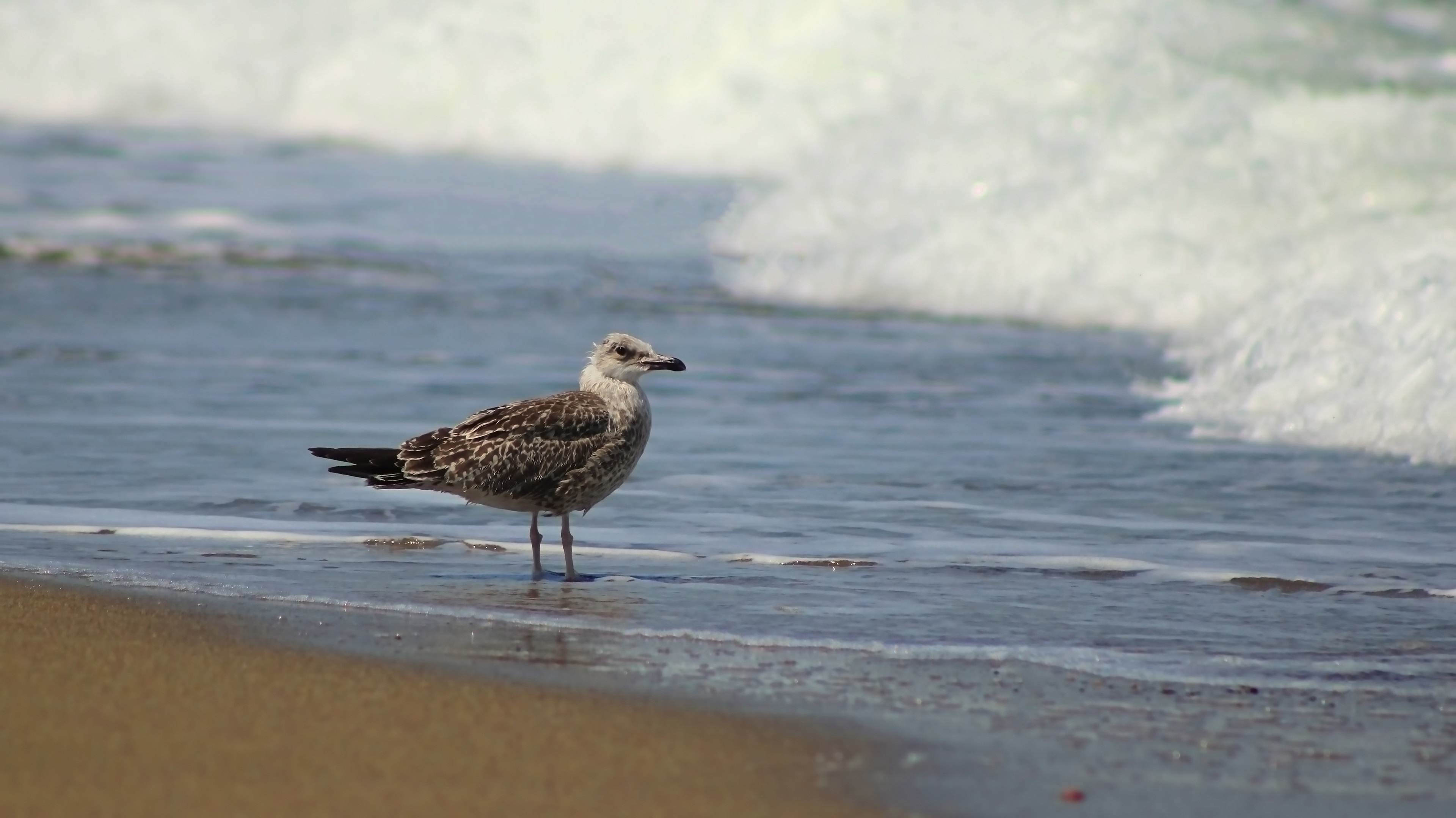 Yellow-legged Gull