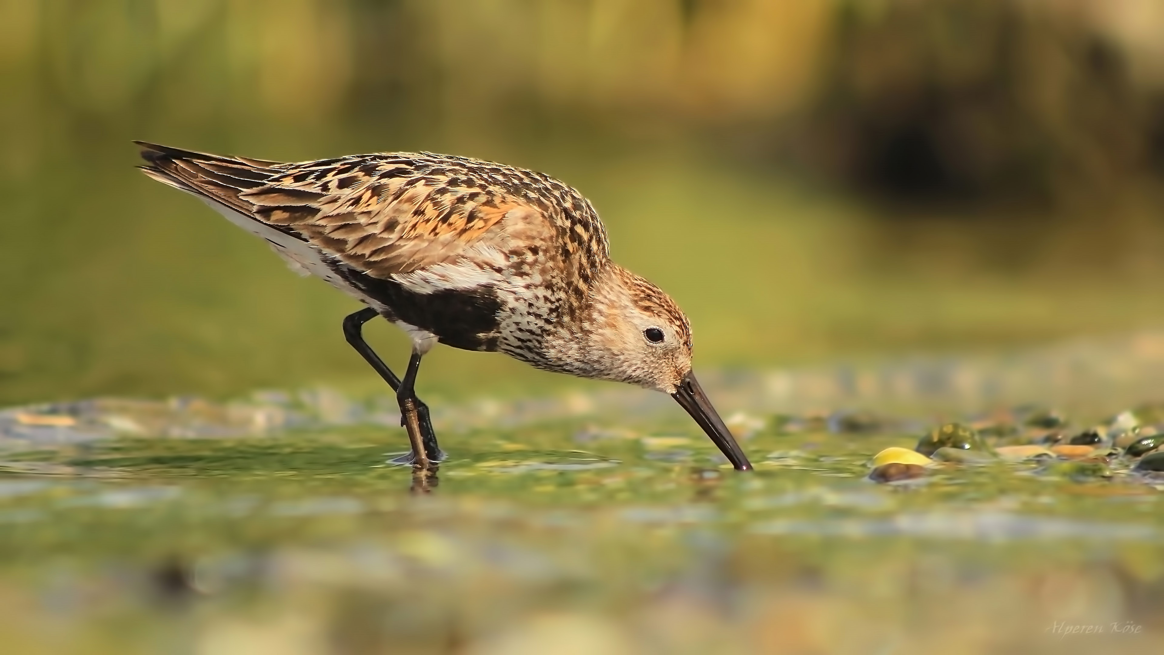 Dunlin