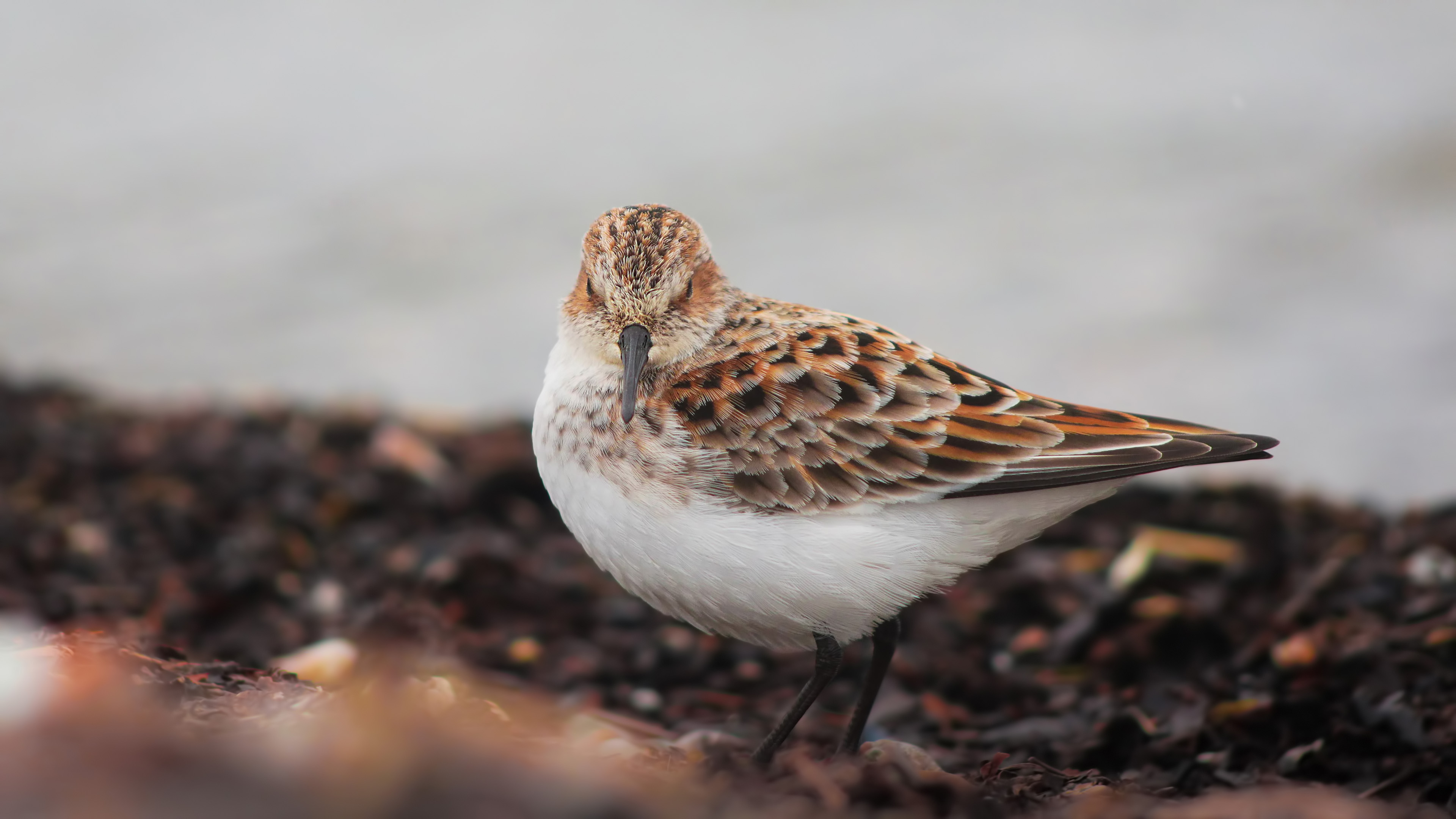 Little Stint