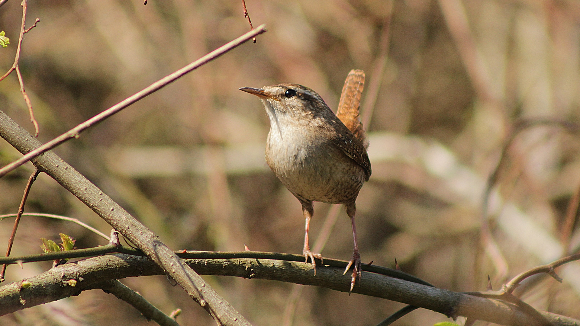 Eurasian Wren