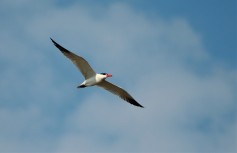 Caspian Tern
