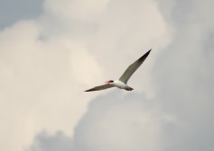Caspian Tern