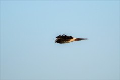 Hen Harrier