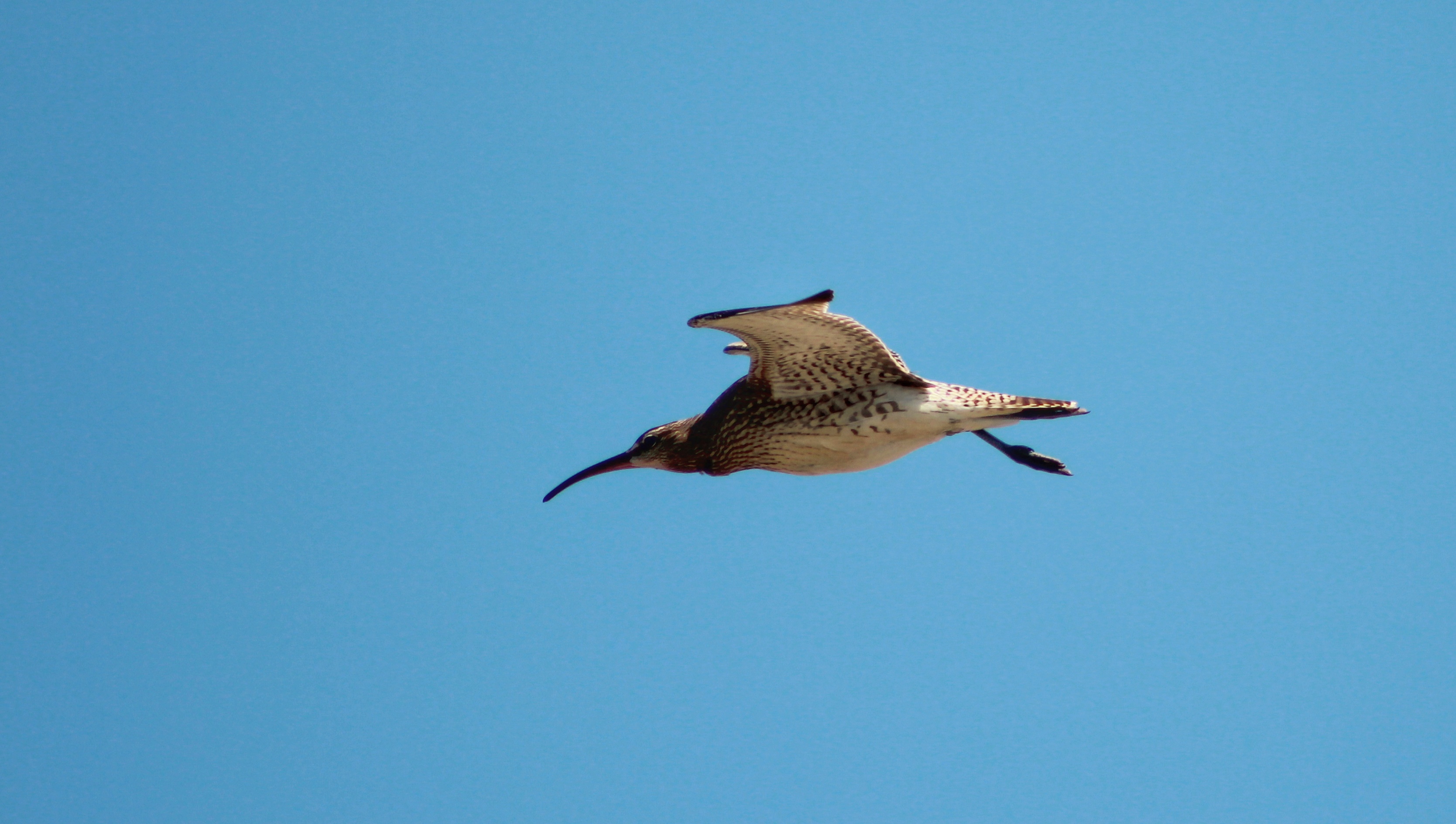Whimbrel