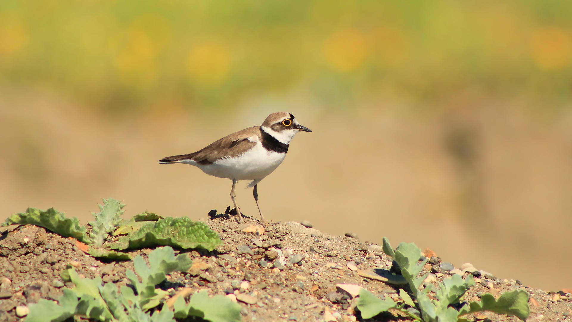 Little Ringed Plover
