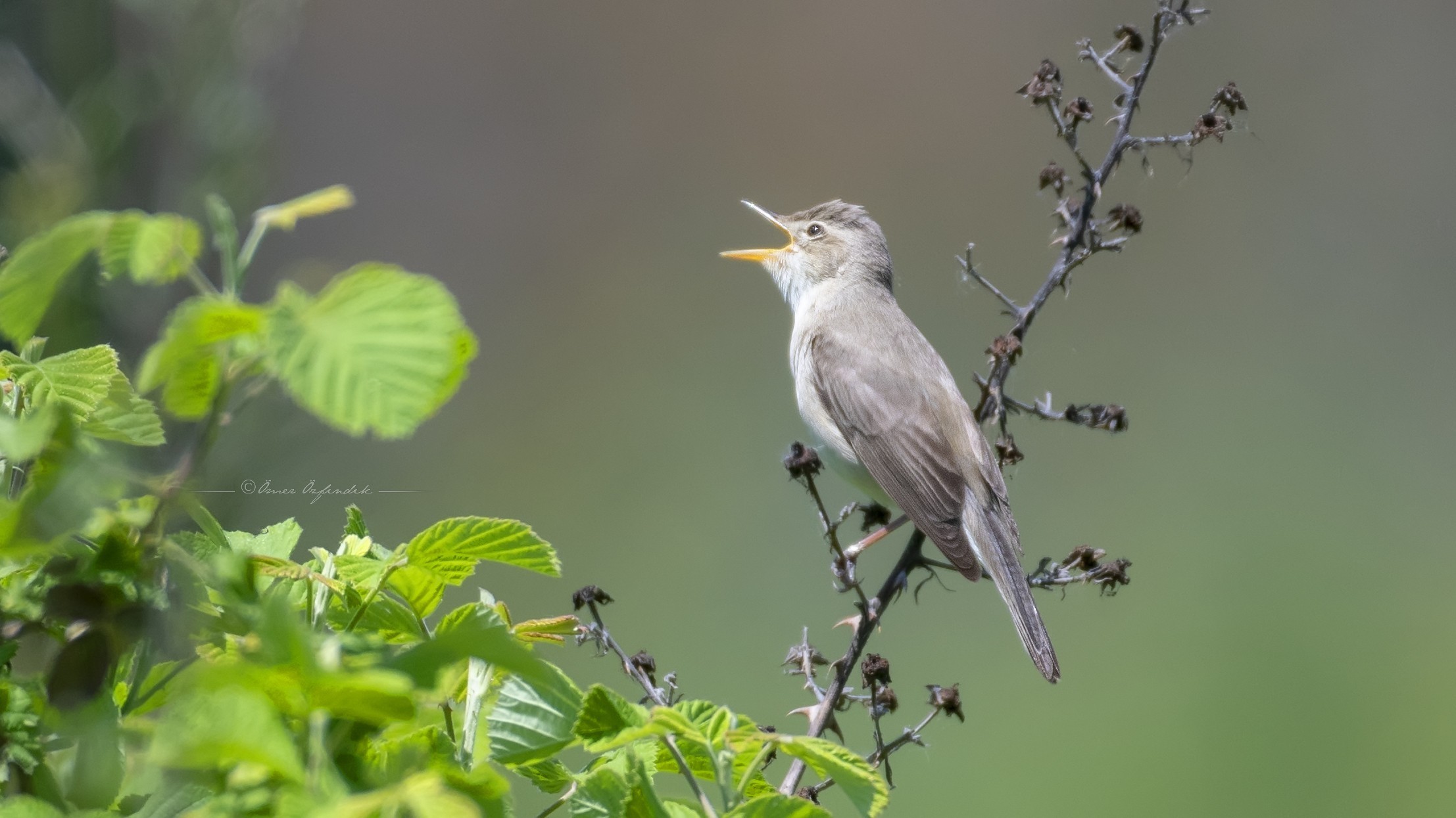 Olivaceous Warbler