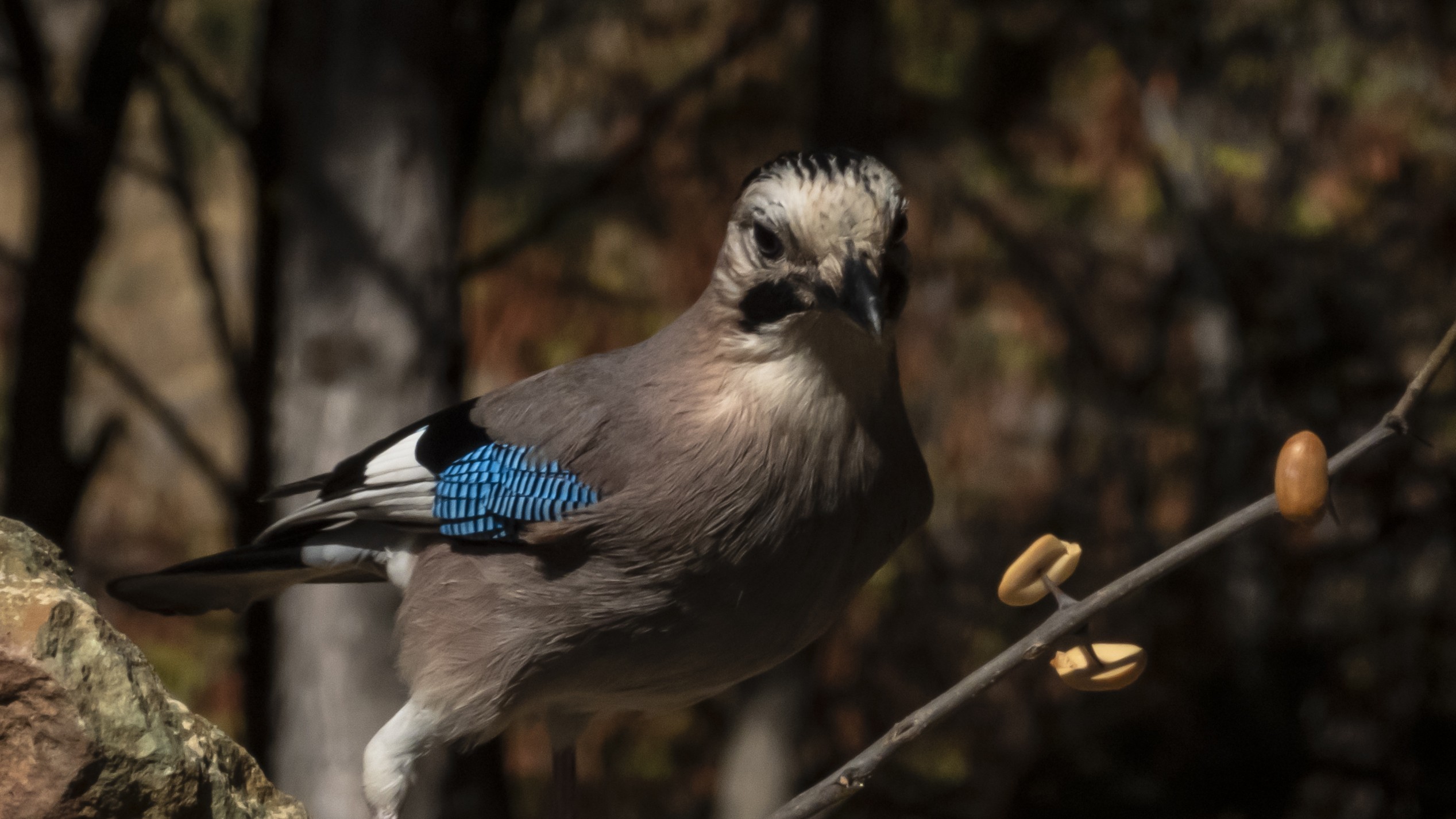 Eurasian Jay — Ana fotoğraf