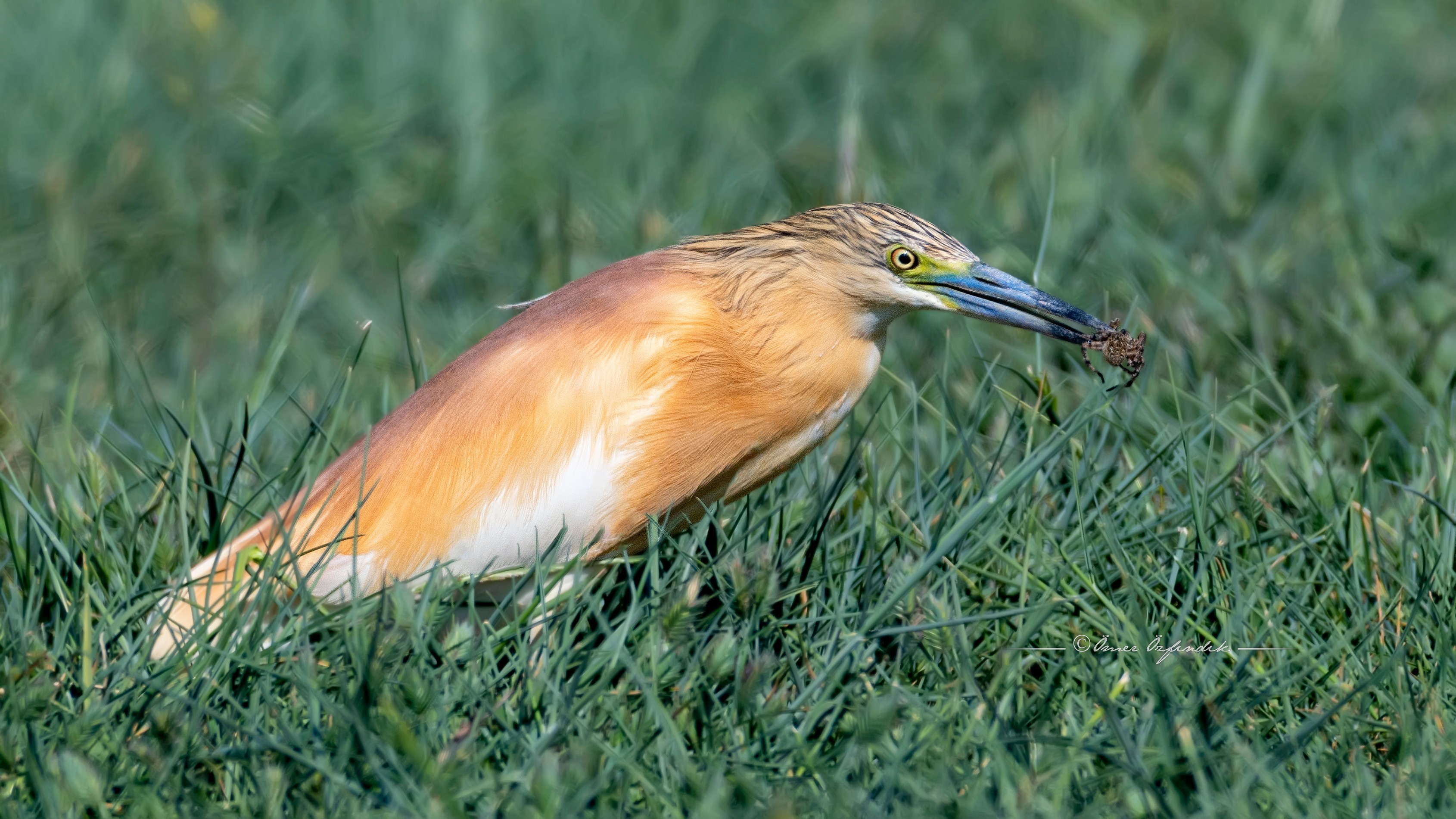 Squacco Heron