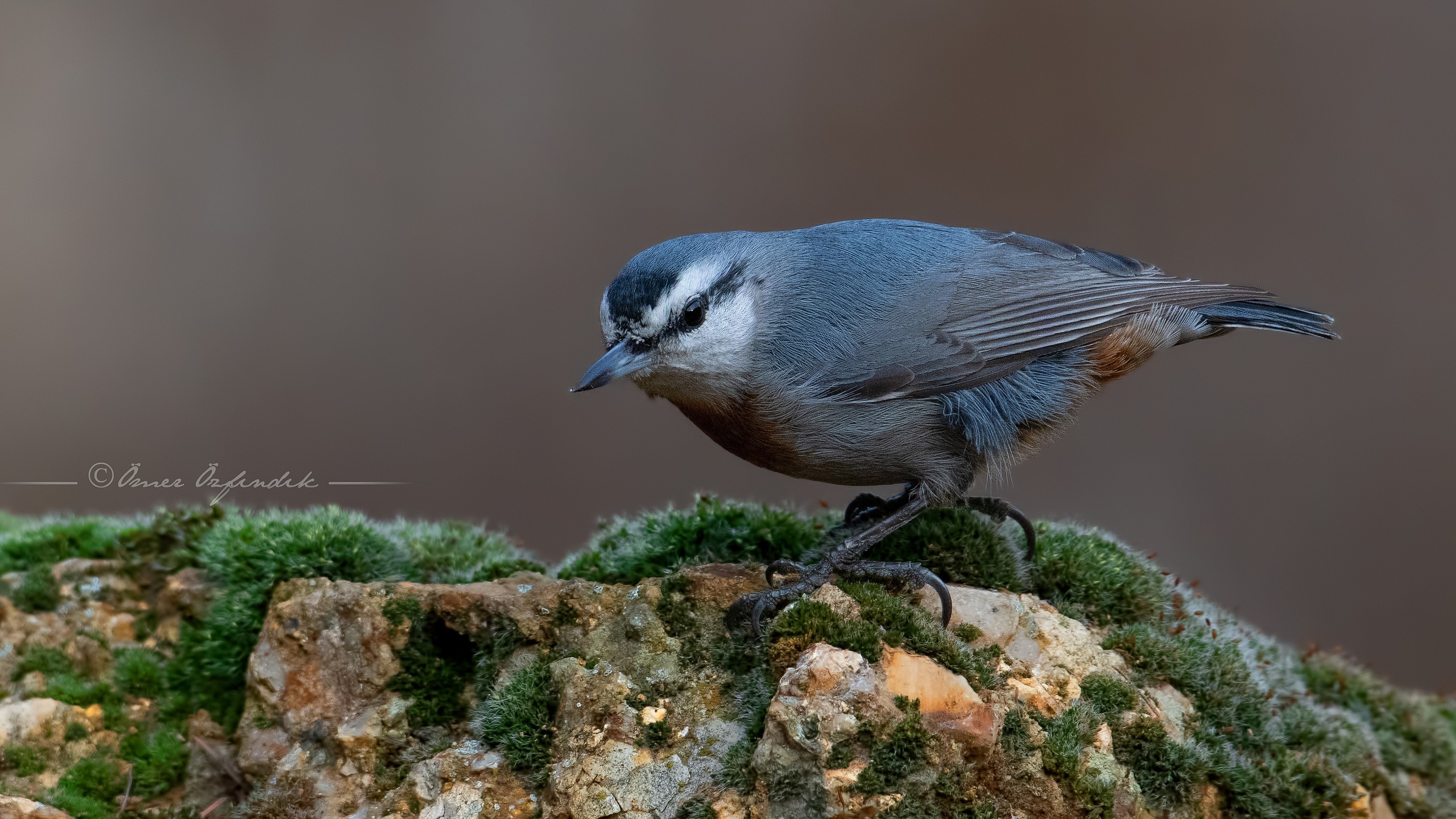 Krueper's Nuthatch
