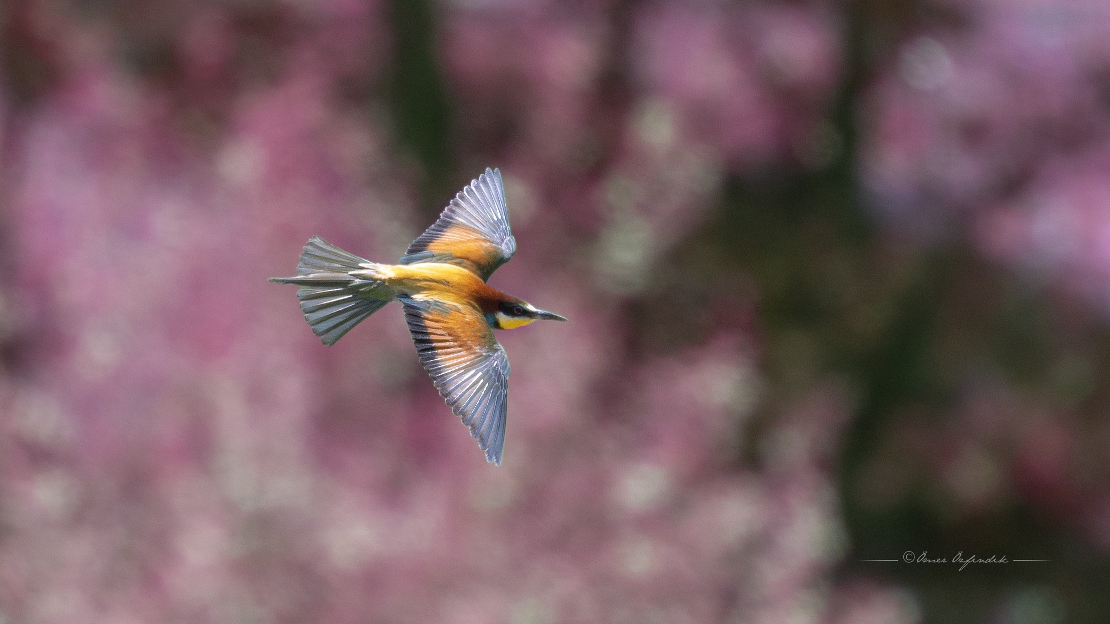 European Bee-eater — Ana fotoğraf