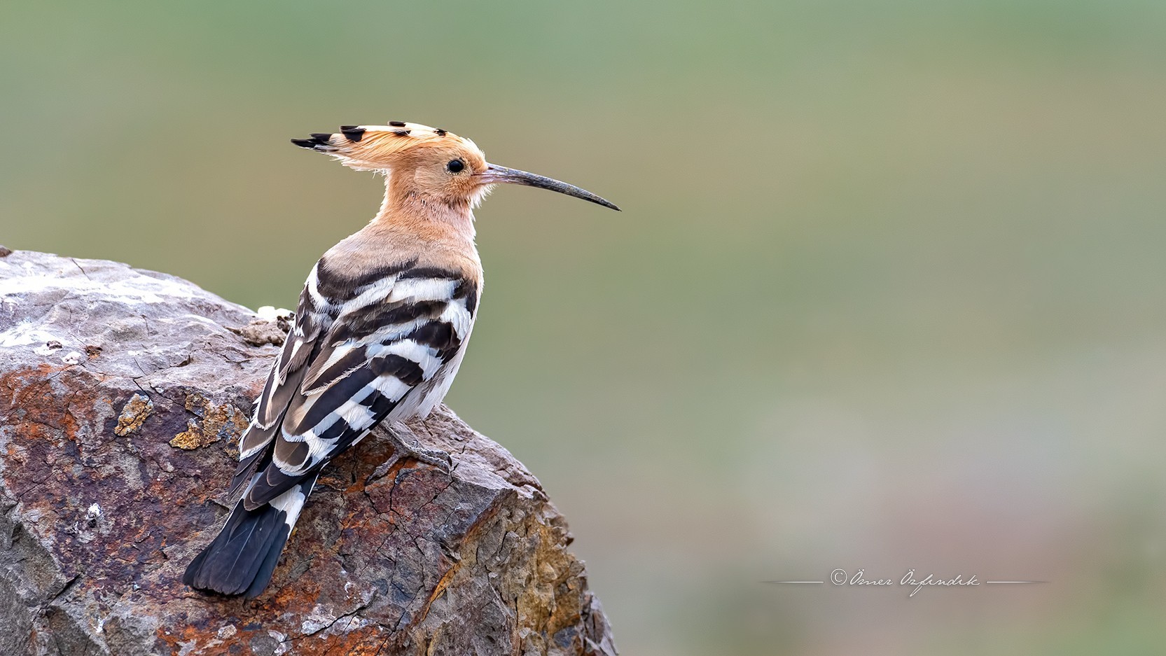 Common Hoopoe