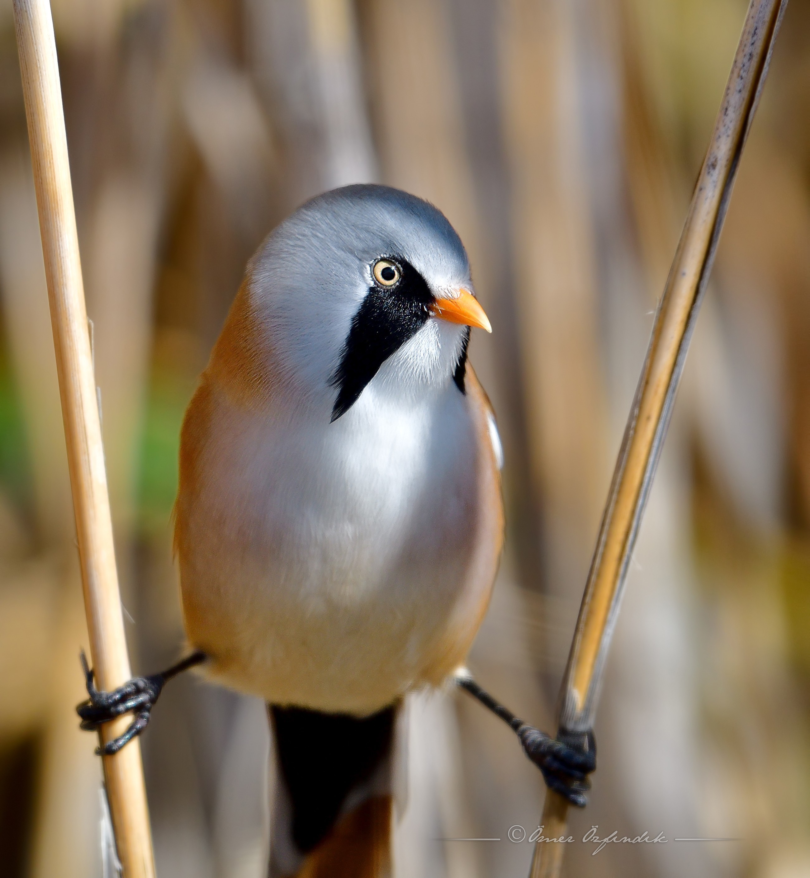Bearded Parrotbill