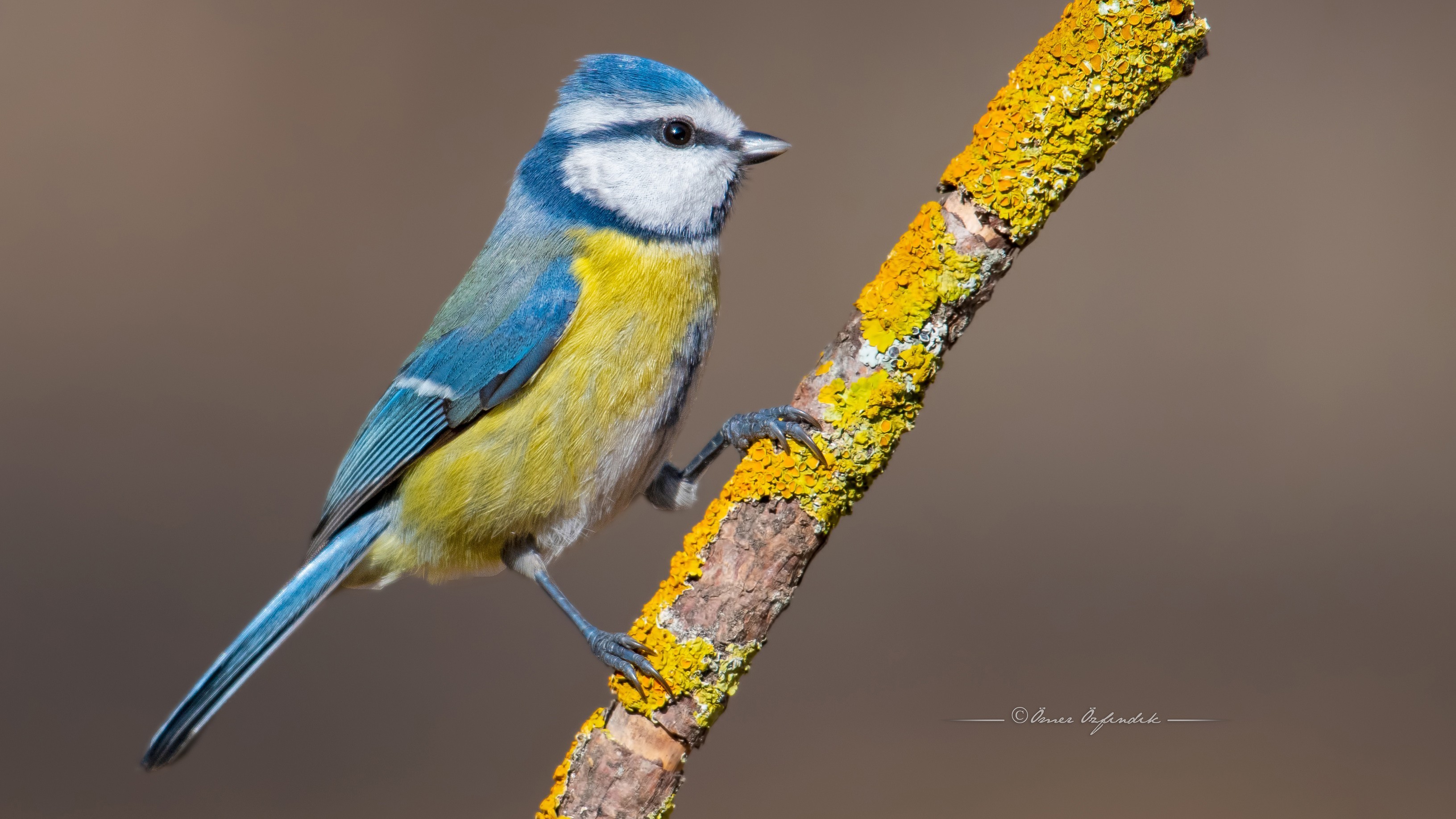 Common Blue Tit — Ana fotoğraf