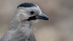 Alakarga