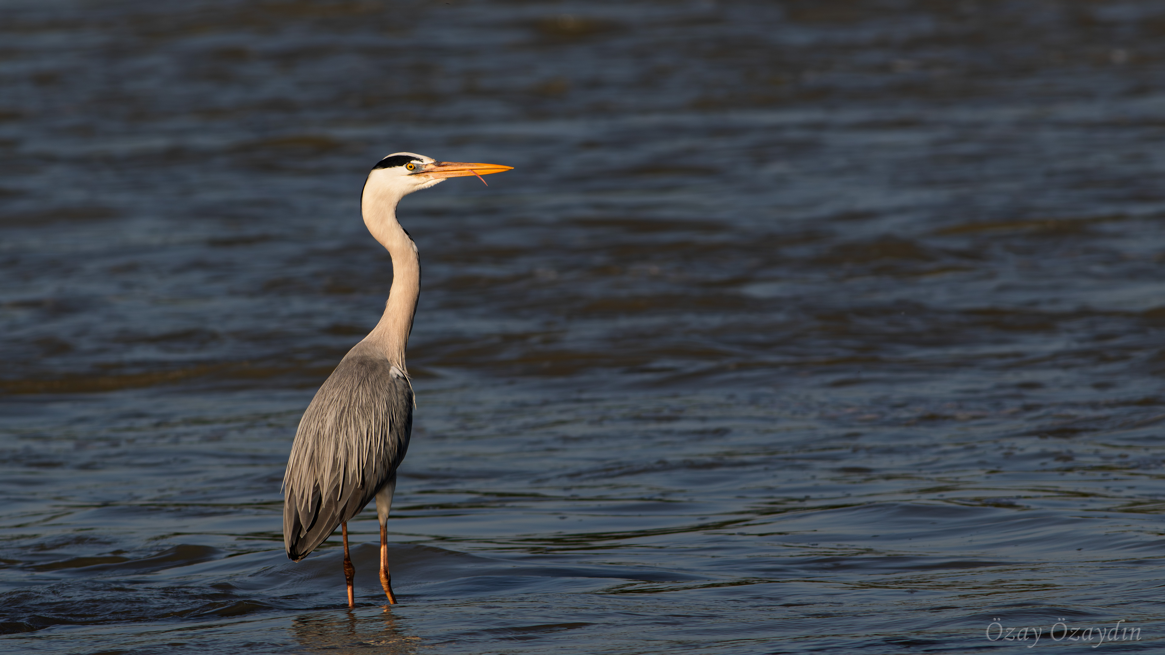 Gray Heron