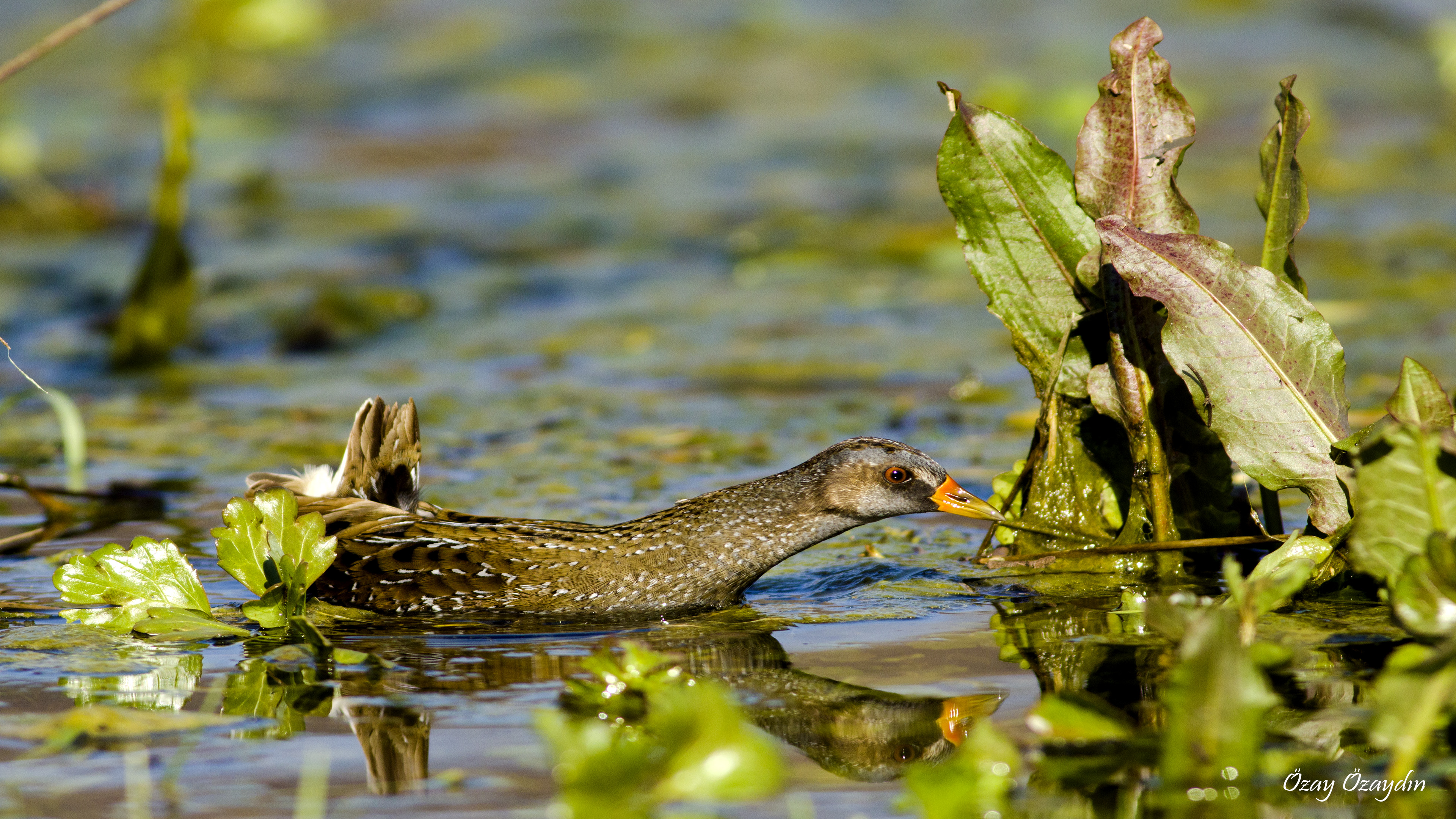 Spotted Crake