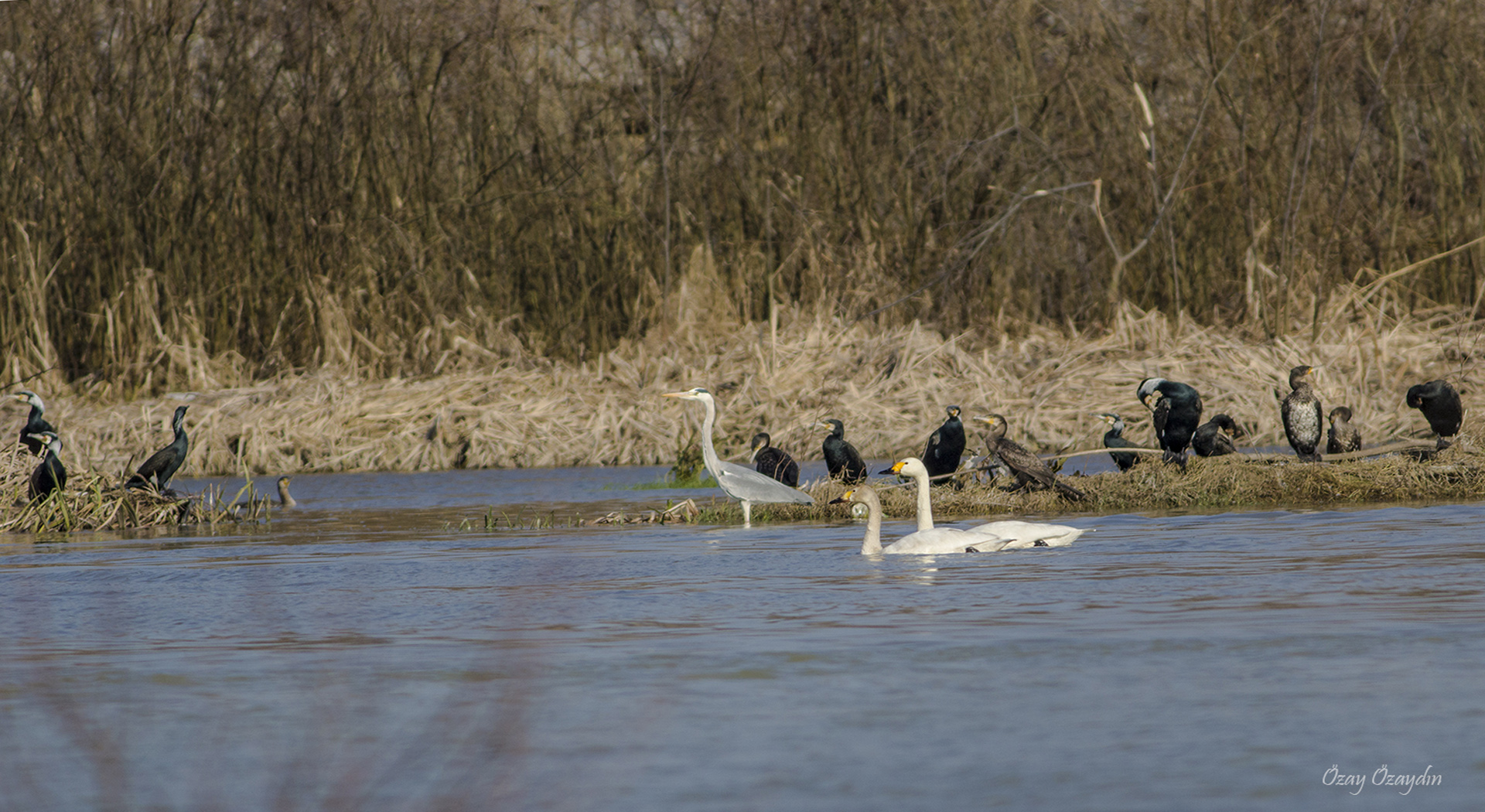 Tundra Swan