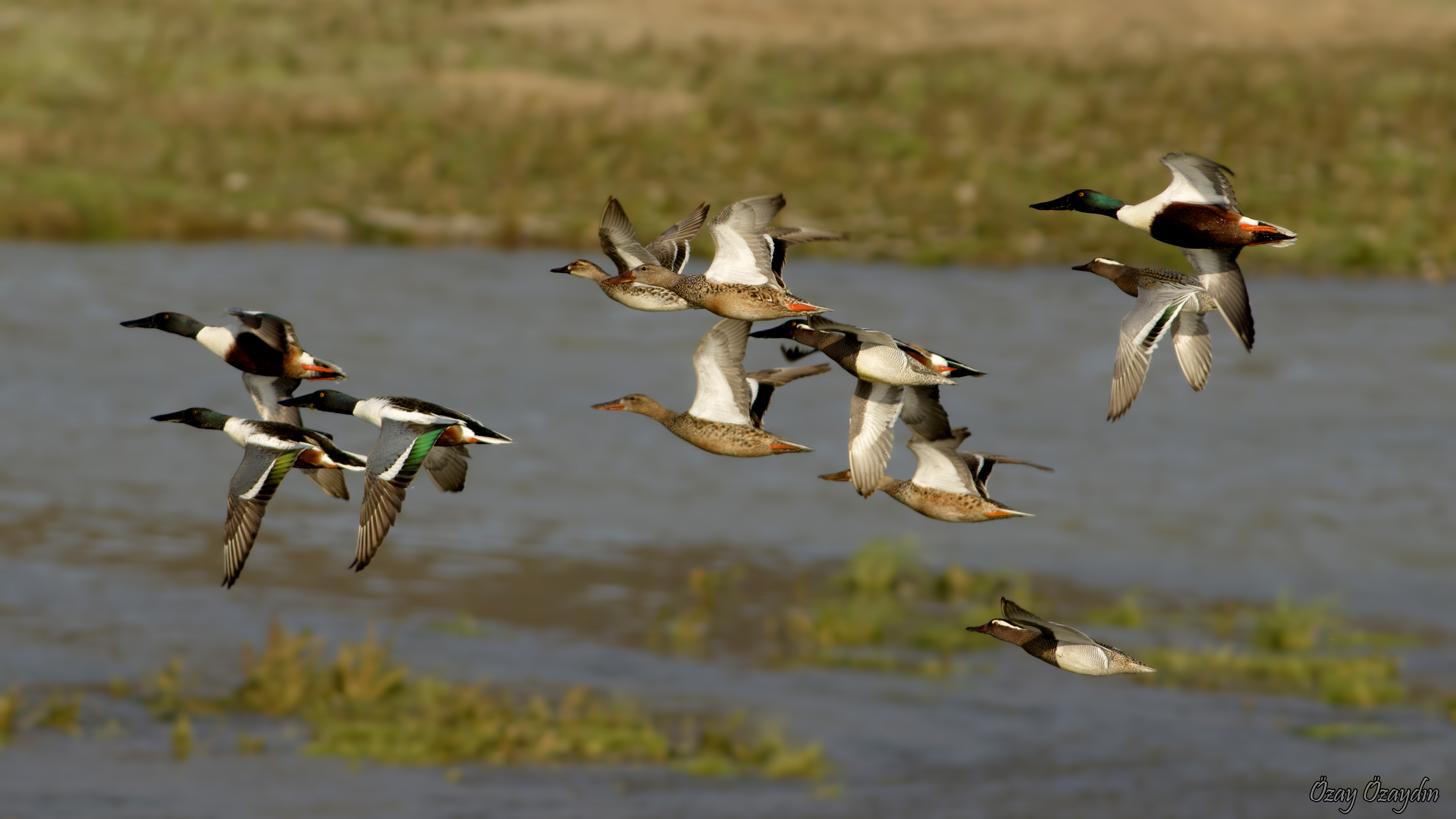 Northern Shoveler