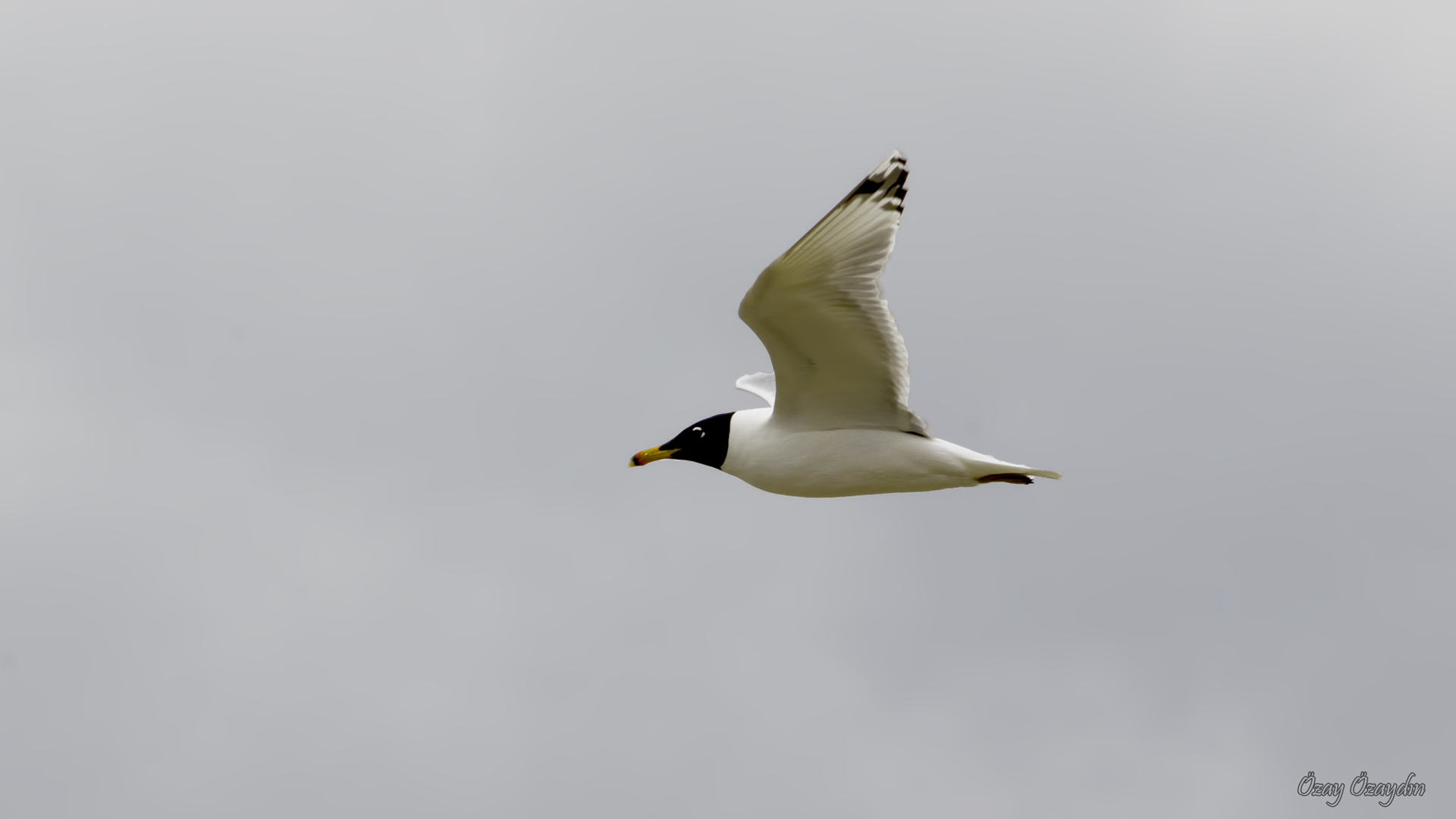 Common House-Martin