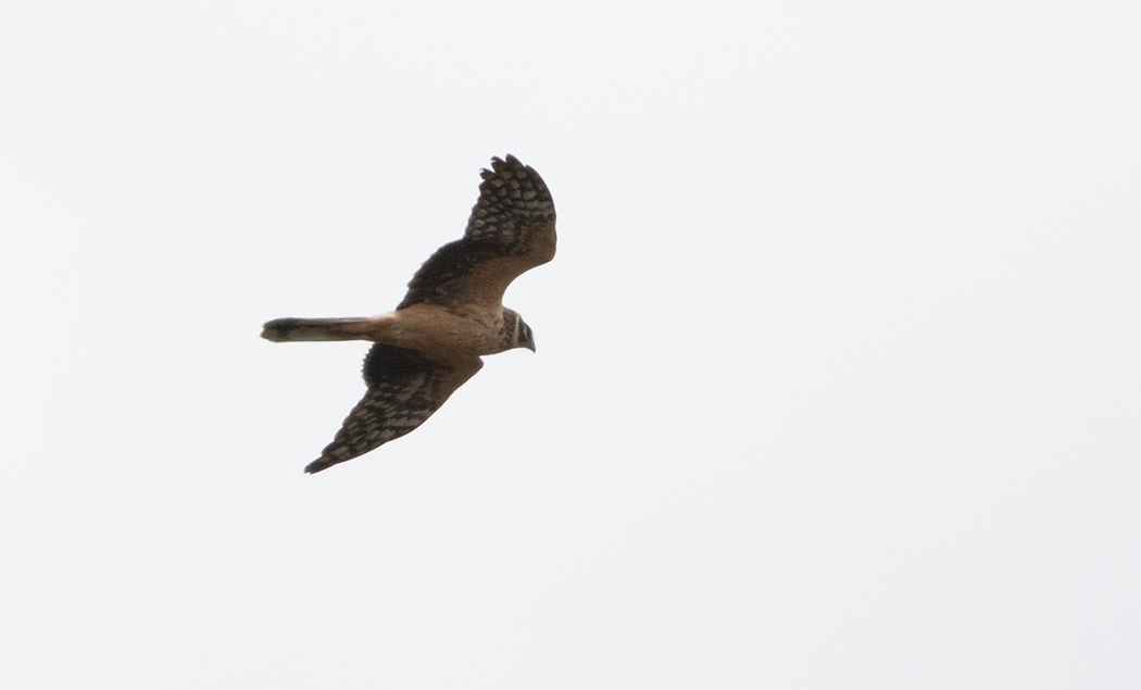 Pallid Harrier